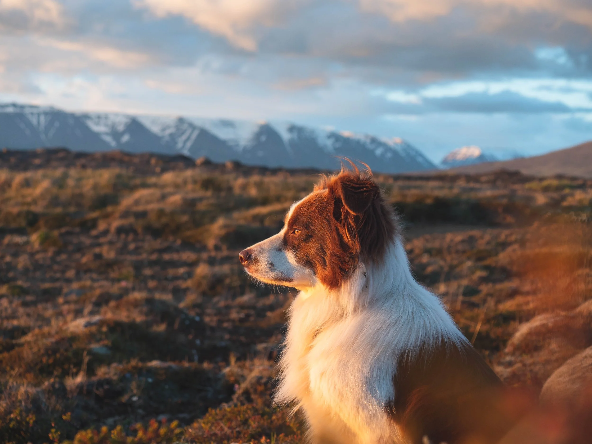 A Collection - Iceland - 1244877.jpg