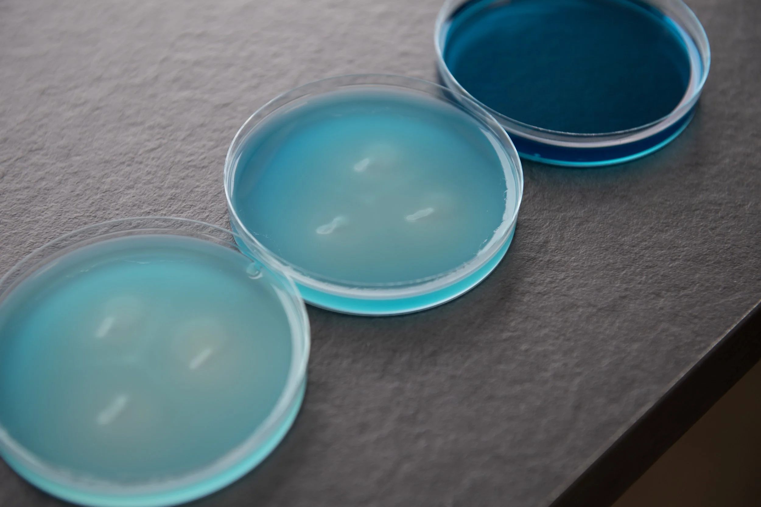 Person handling petri dish with pink culture, surrounded by other petri dishes with various colored cultures on a laboratory bench.