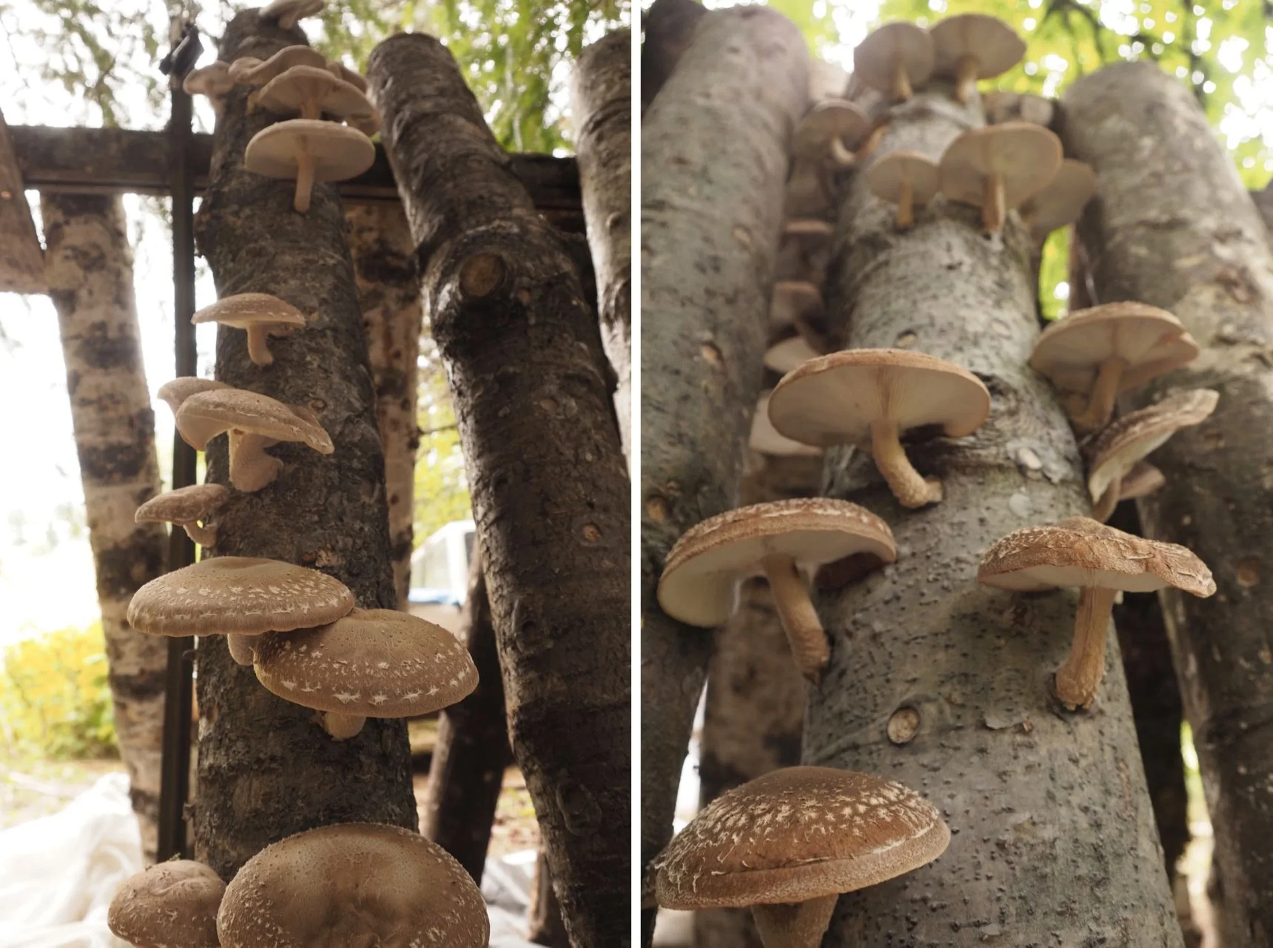 Forest Farming opportunities in the Pacific Northwest 