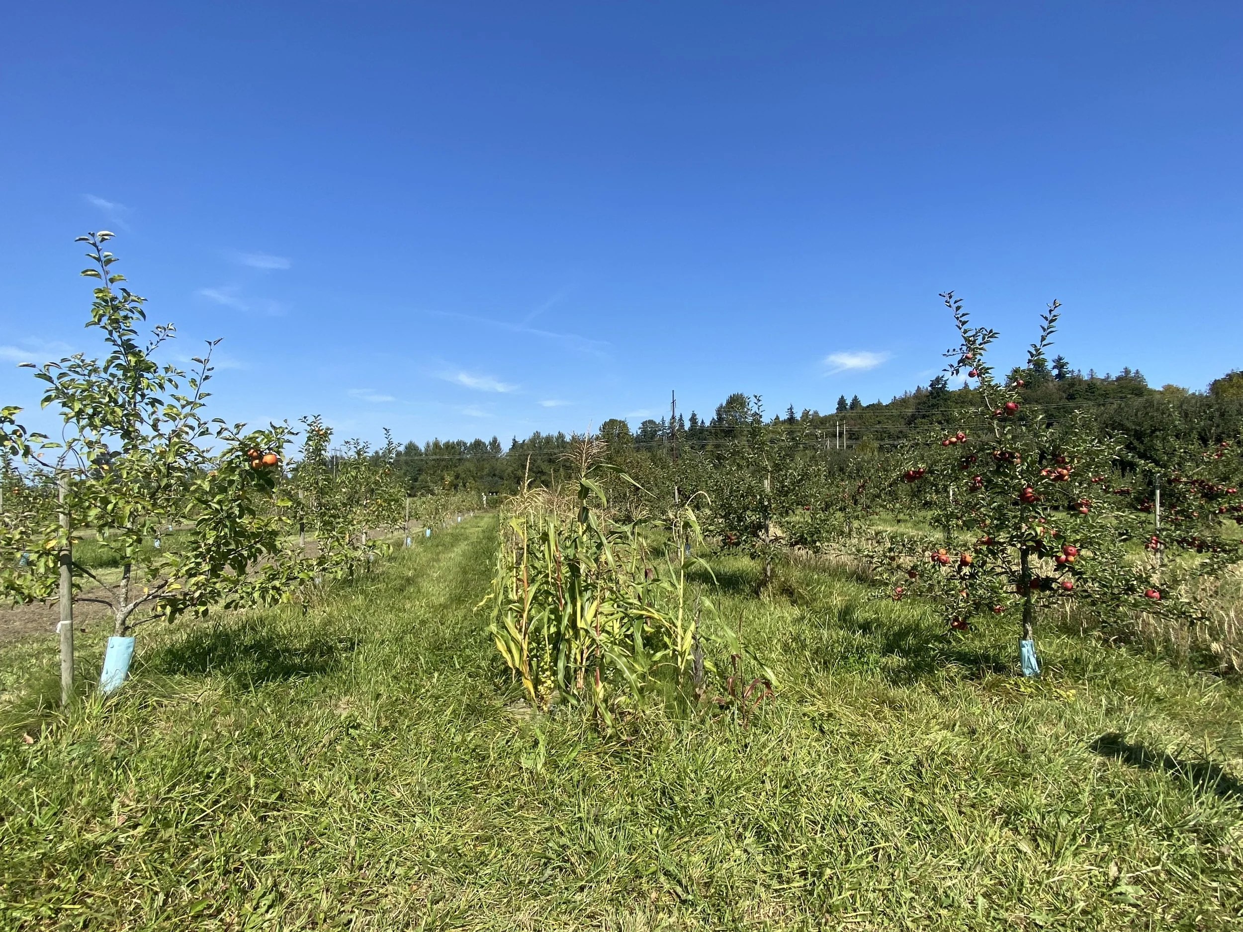 Weaving Ecology, Production, and Culture
