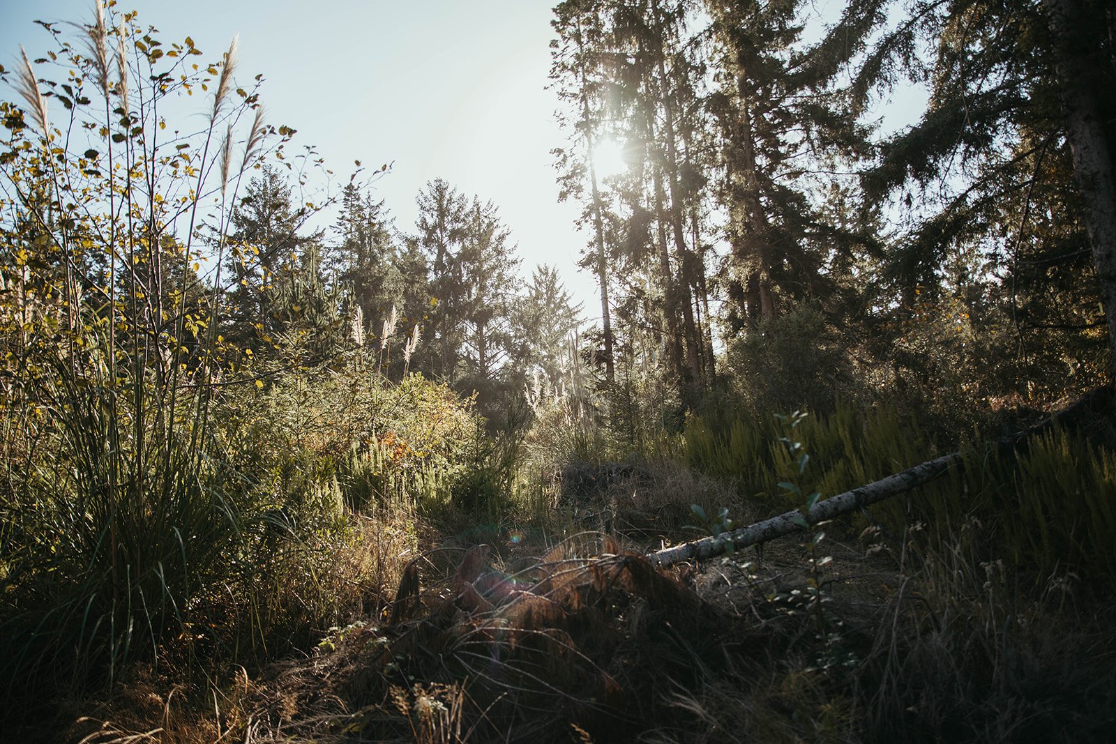 Indigenous Agroforestry Project with Salish Roots Farm and Mason Conservation District