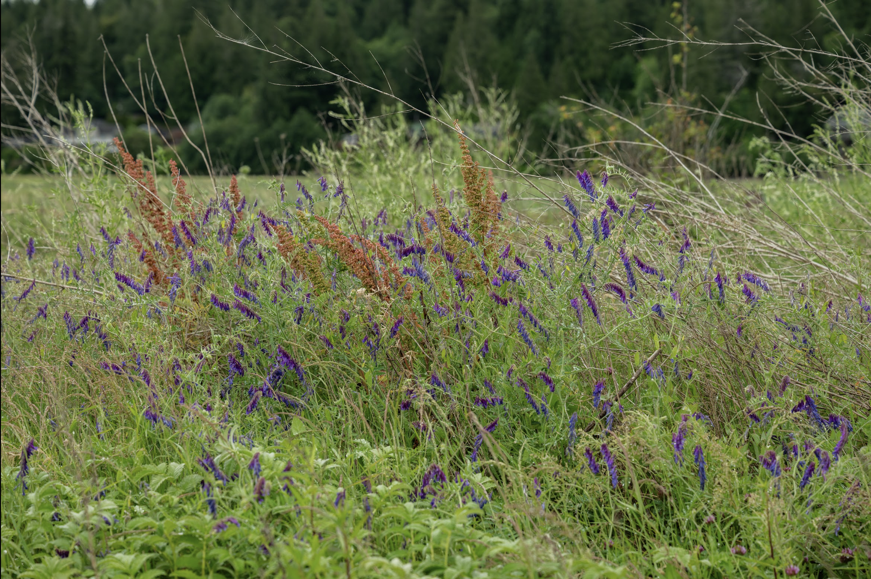 Indigenous Agroforestry Quarterly Webinar