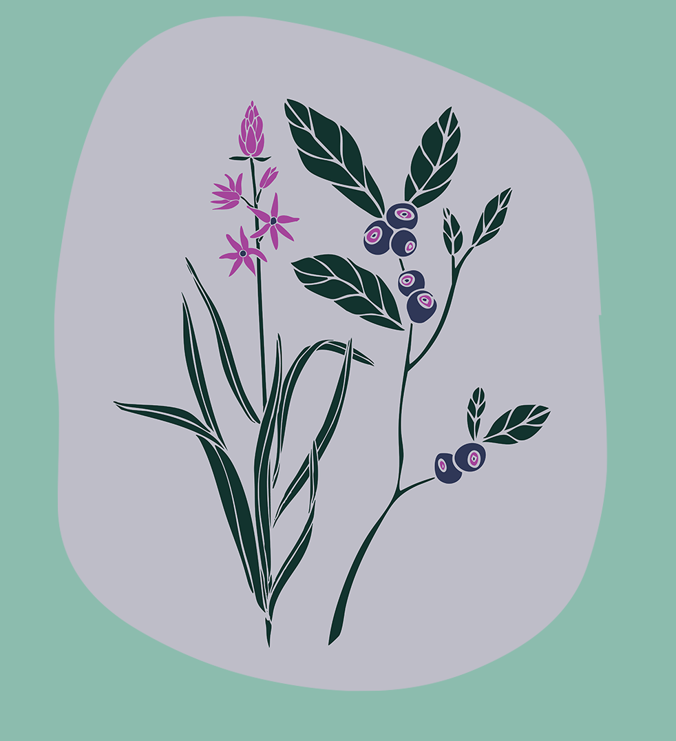 illustration of camas flower and huckleberries on lavender background
