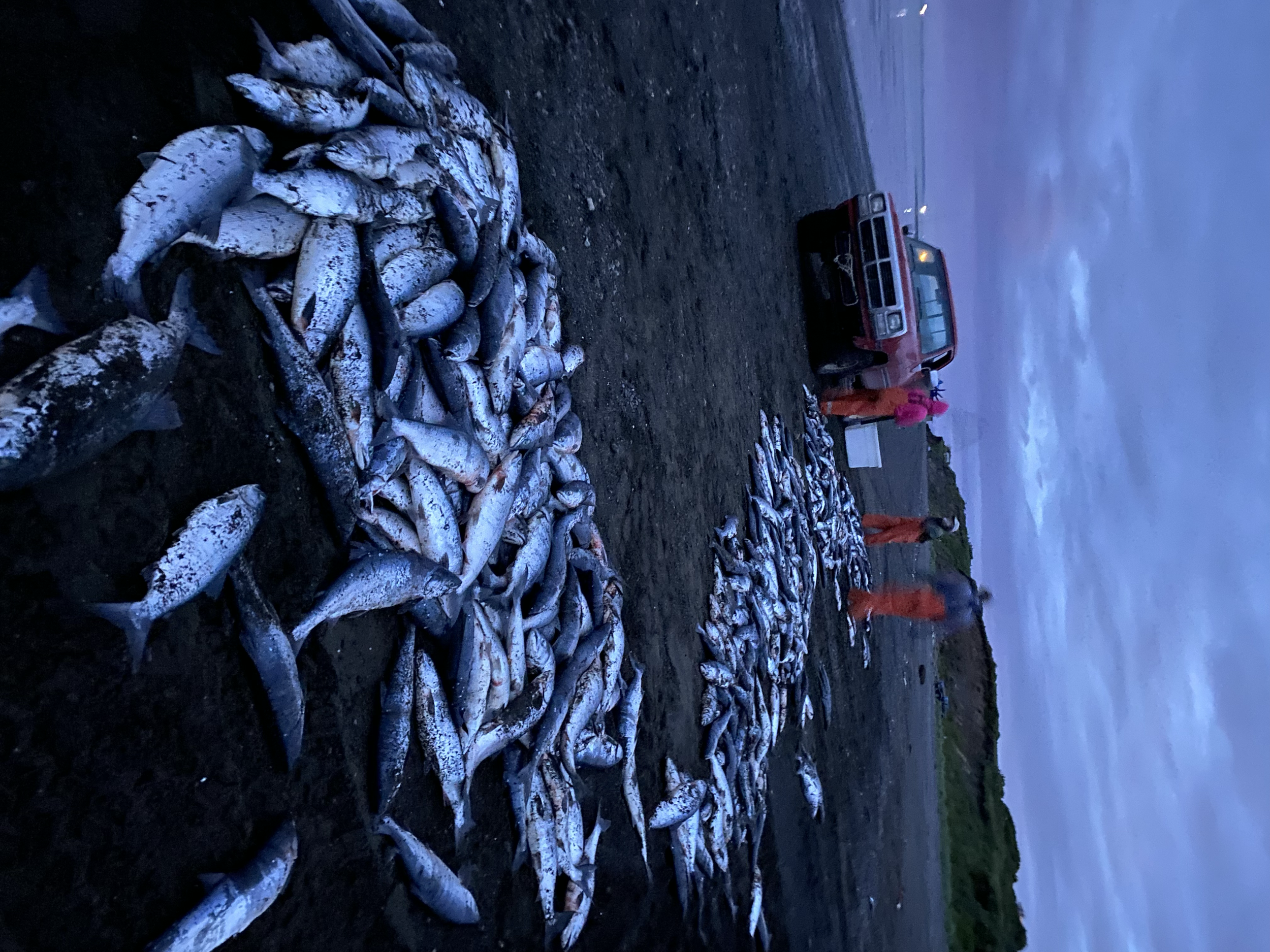 Piles of fish lying on dark sand beach with a red pickup truck and two people in high-visibility orange jumpsuits near the water at dusk or dawn.