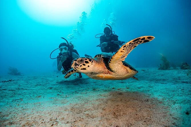 Scuba Diving in Playa Flamingo