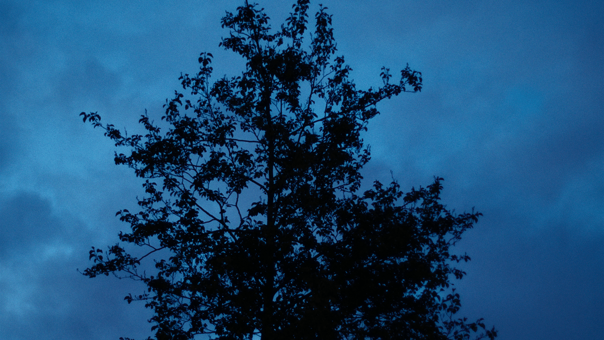 Bleu_05.png