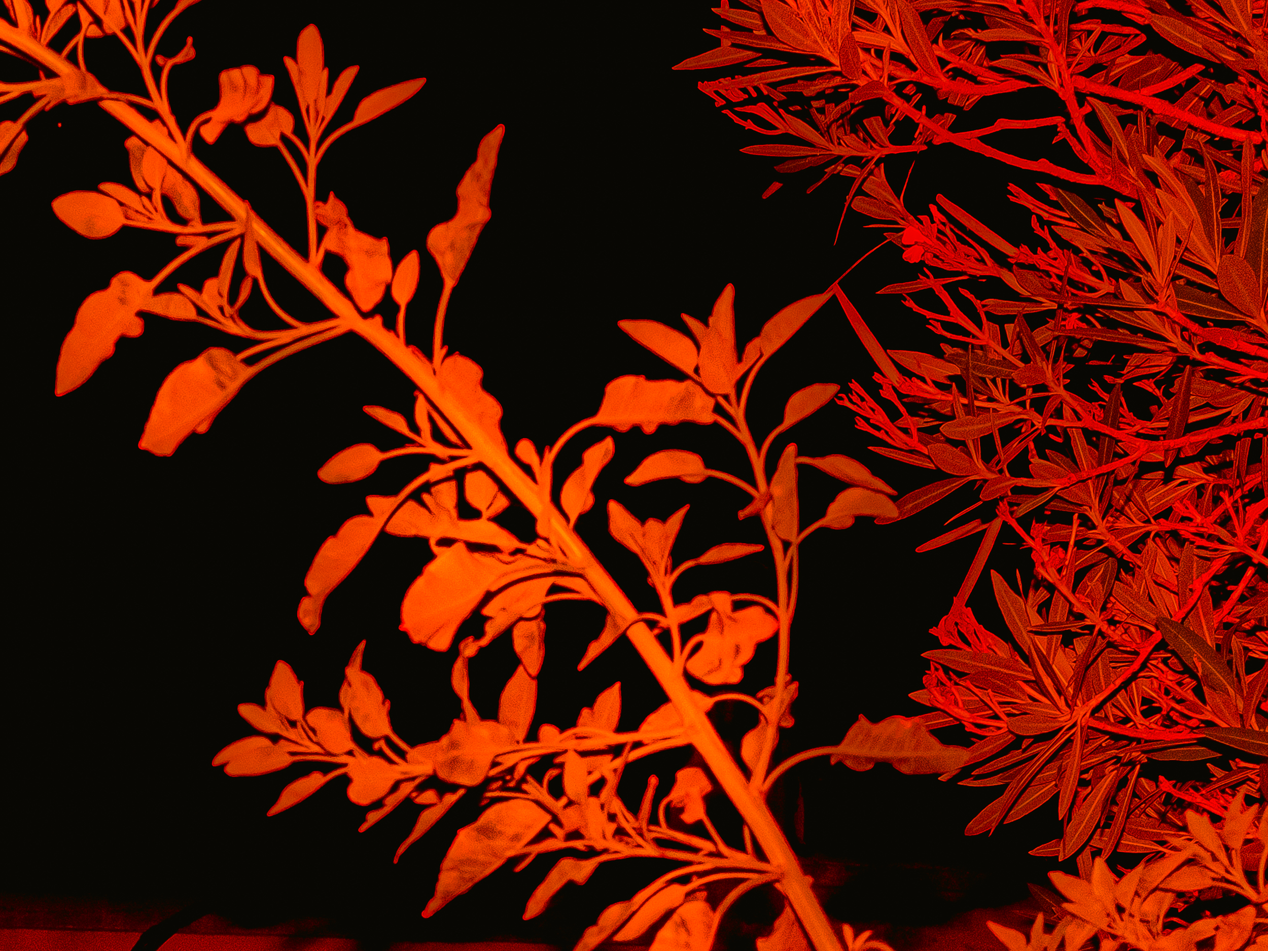 Rouge_011.png