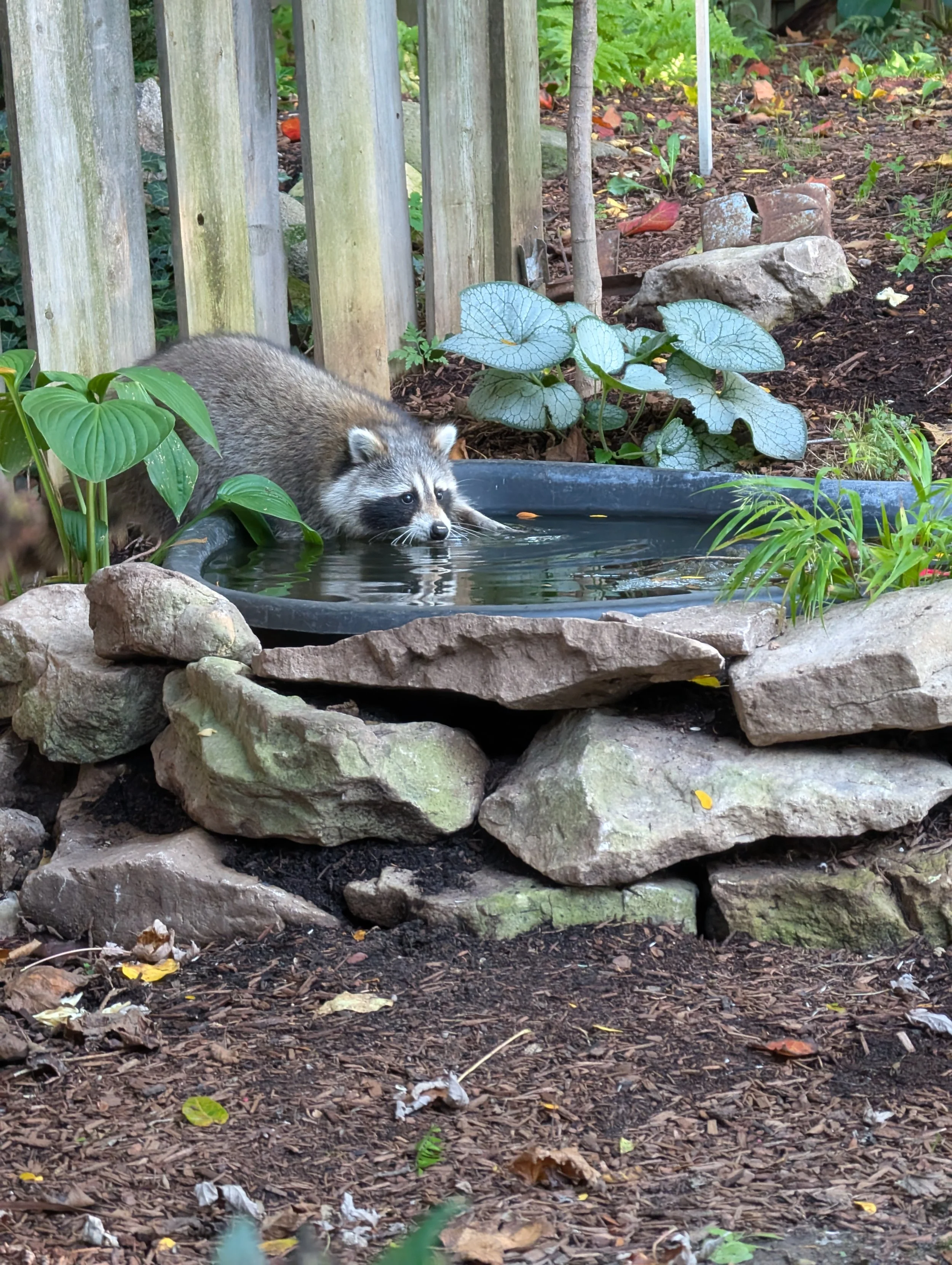 Personal Project - Wildlife habitat in use