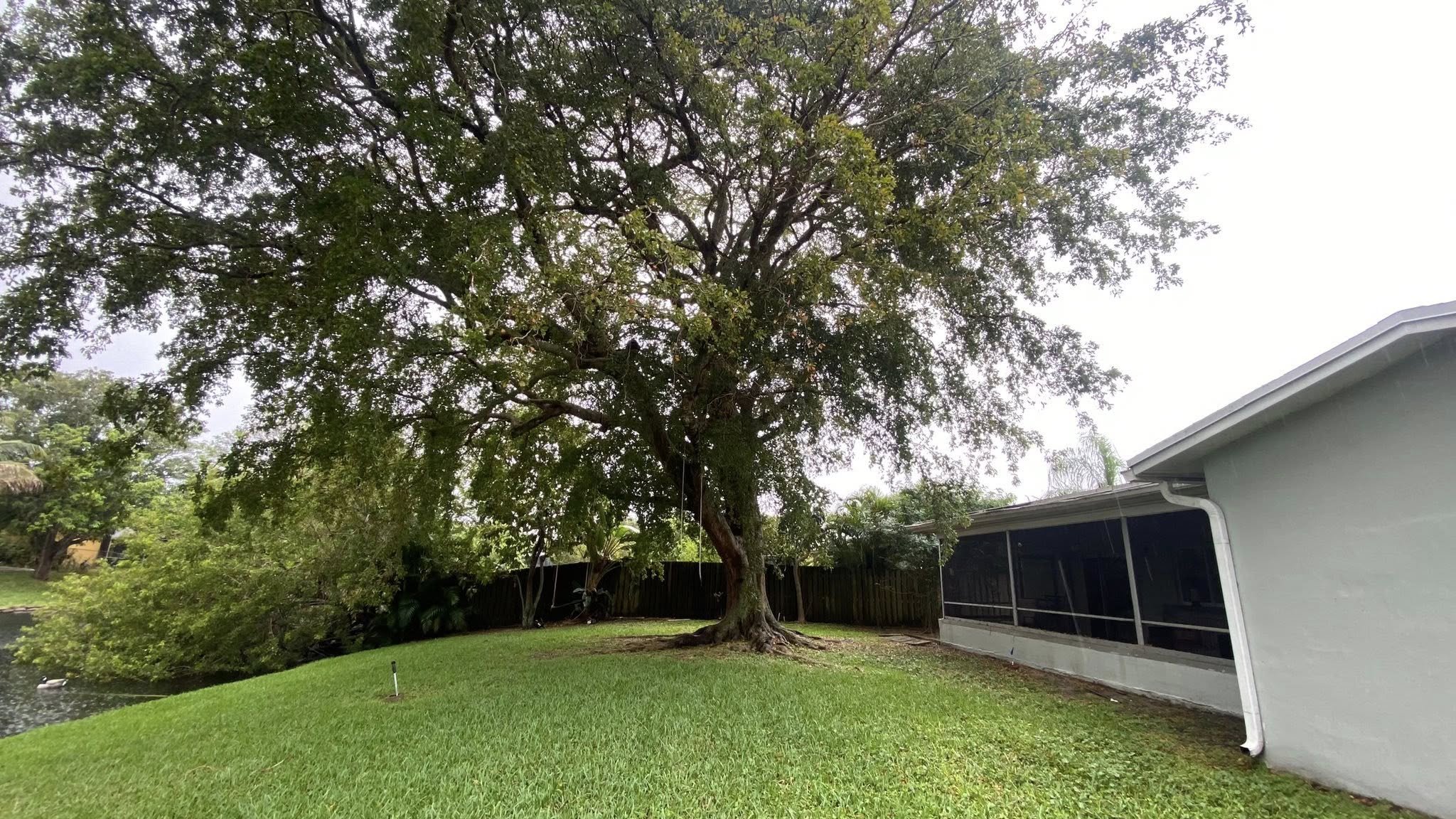 Large Crown Reduction on Black Olive Tree(Before)