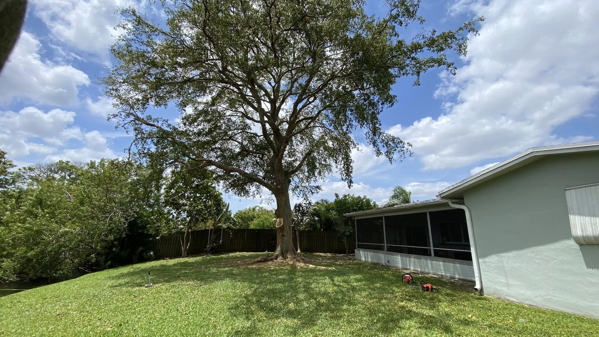 Large Crown Reduction on Black Olive Tree(After)