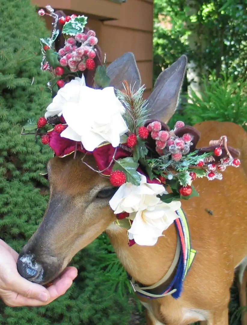 BlossomSideXmas-2.webp