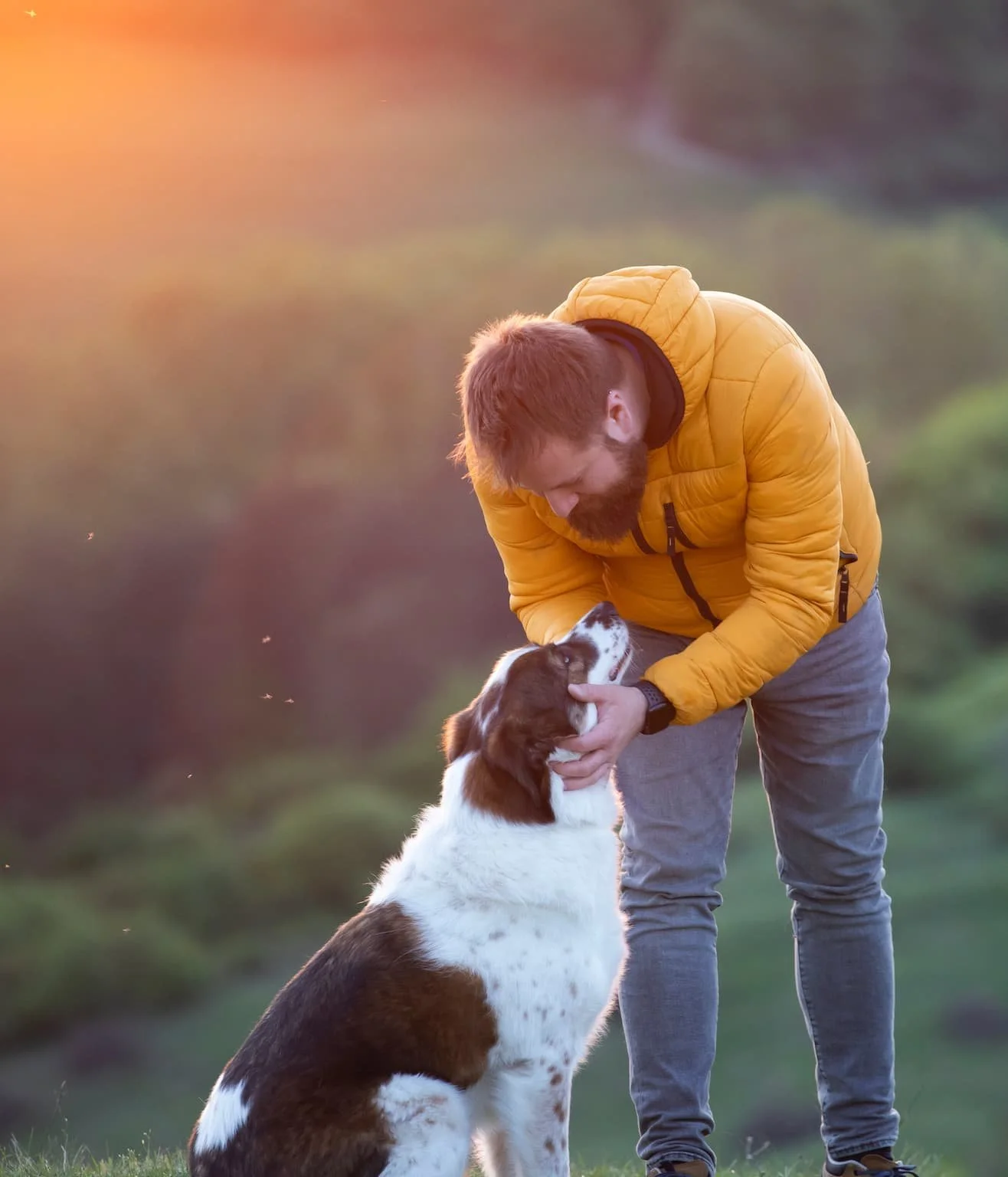 A man with a beard in a yellow jacket bending down and holding the face of a brown and white dog, both looking at each other, outdoors during sunset.