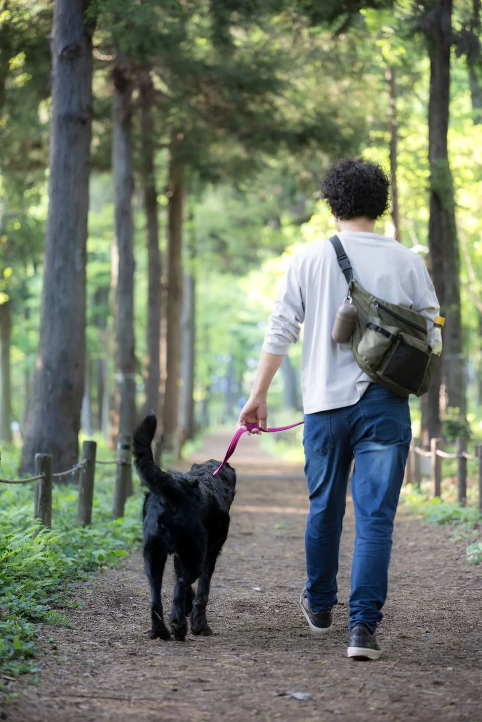 Person walking a black dog along a forest trail surrounded by tall trees and greenery.