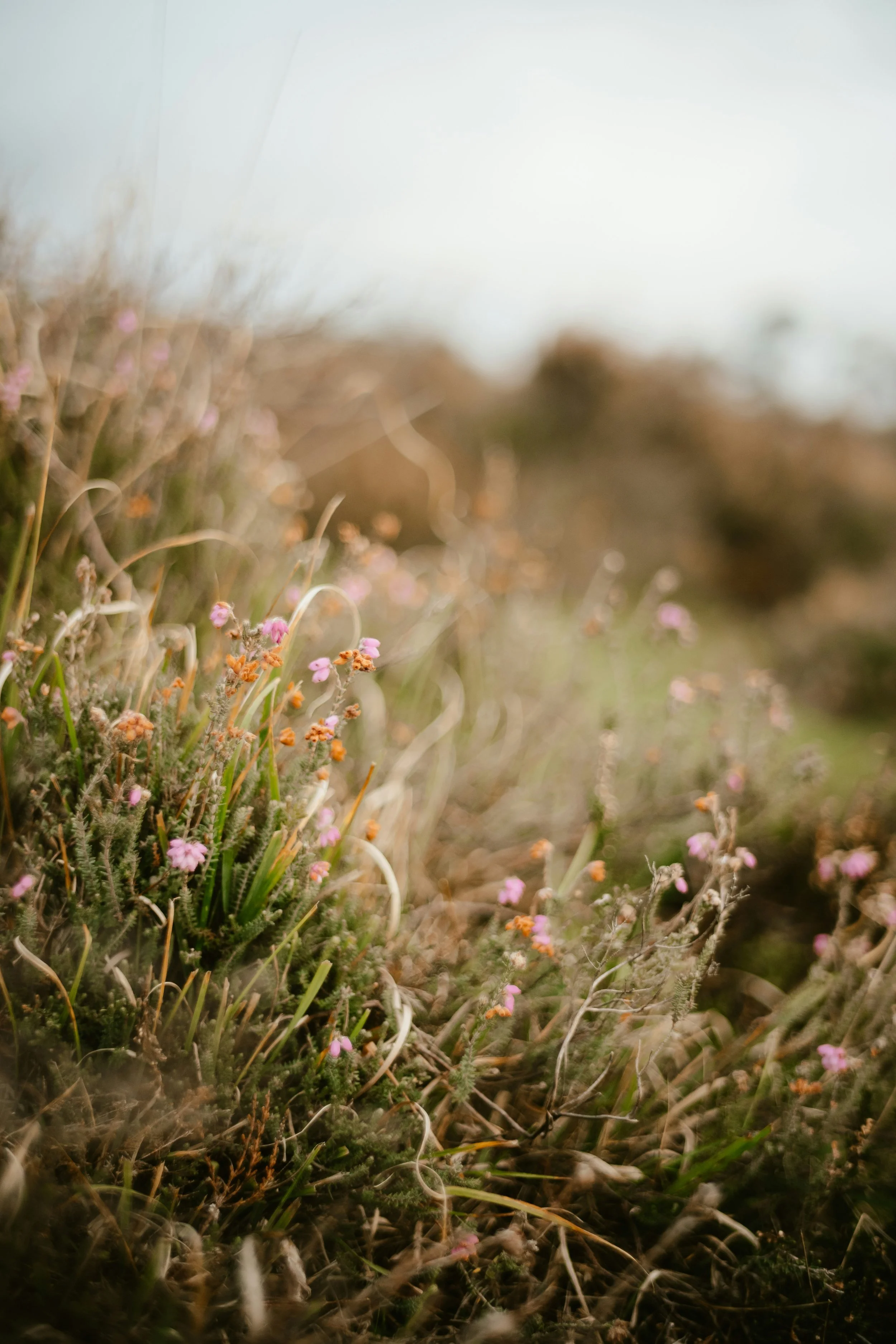 Close-up of wildflowers and grass in a natural outdoor setting with blurred background and soft lighting.