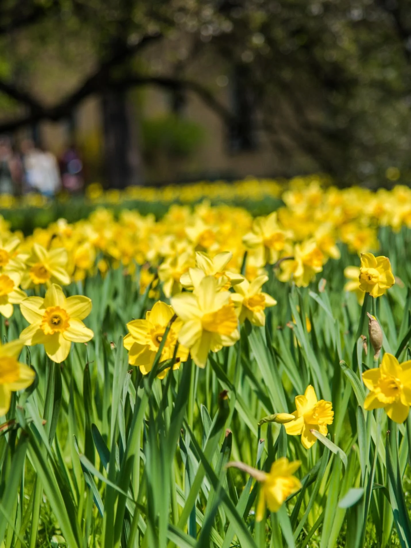 Marathon Monday just got a little sweeter 🏃&zwj;♀️
 We&rsquo;re popping up today with plant-based goodies that hit that perfect post-race spot.

4&ndash;7PM @lordhoboboston 

Come grab a treat, sip something cold, and hang with us.🍪🍺