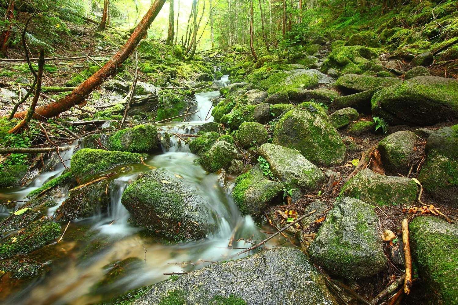 Where did your river begin?