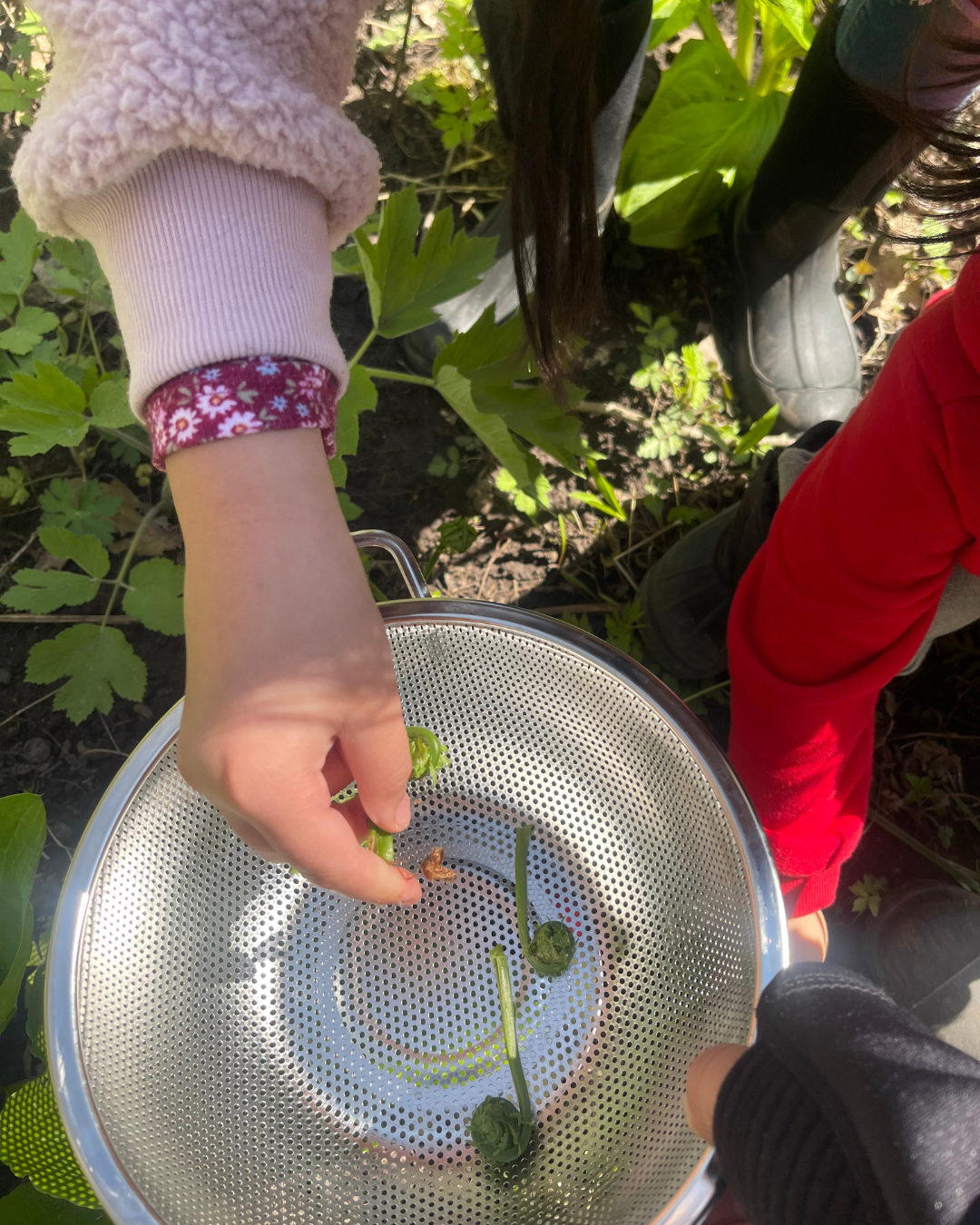 Untitled design (2).png