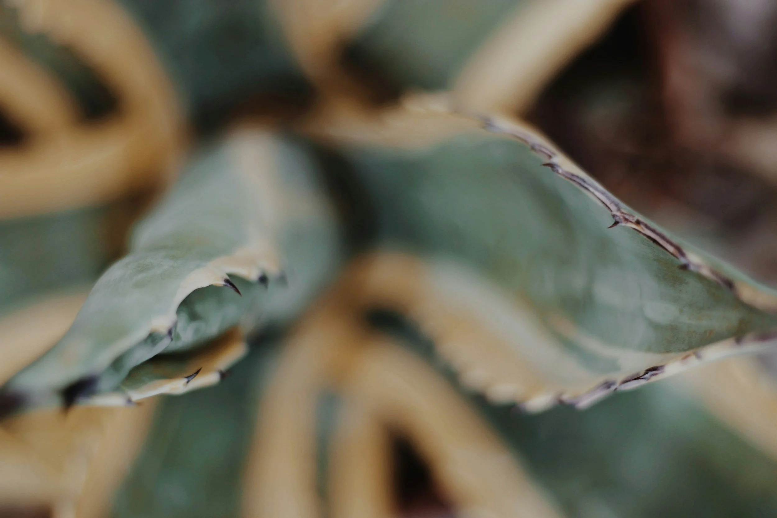 Close-up of a blue Weber agave plant's spiky leaves