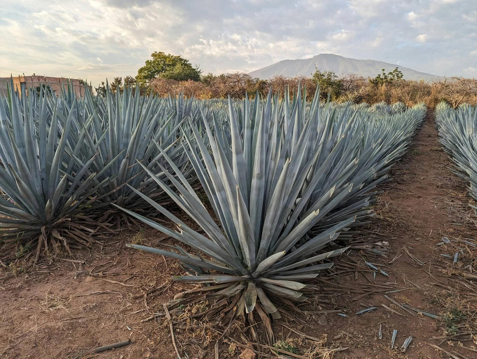Wide view of a blue Weber agave field in the highlands of Jalisco, Mexico