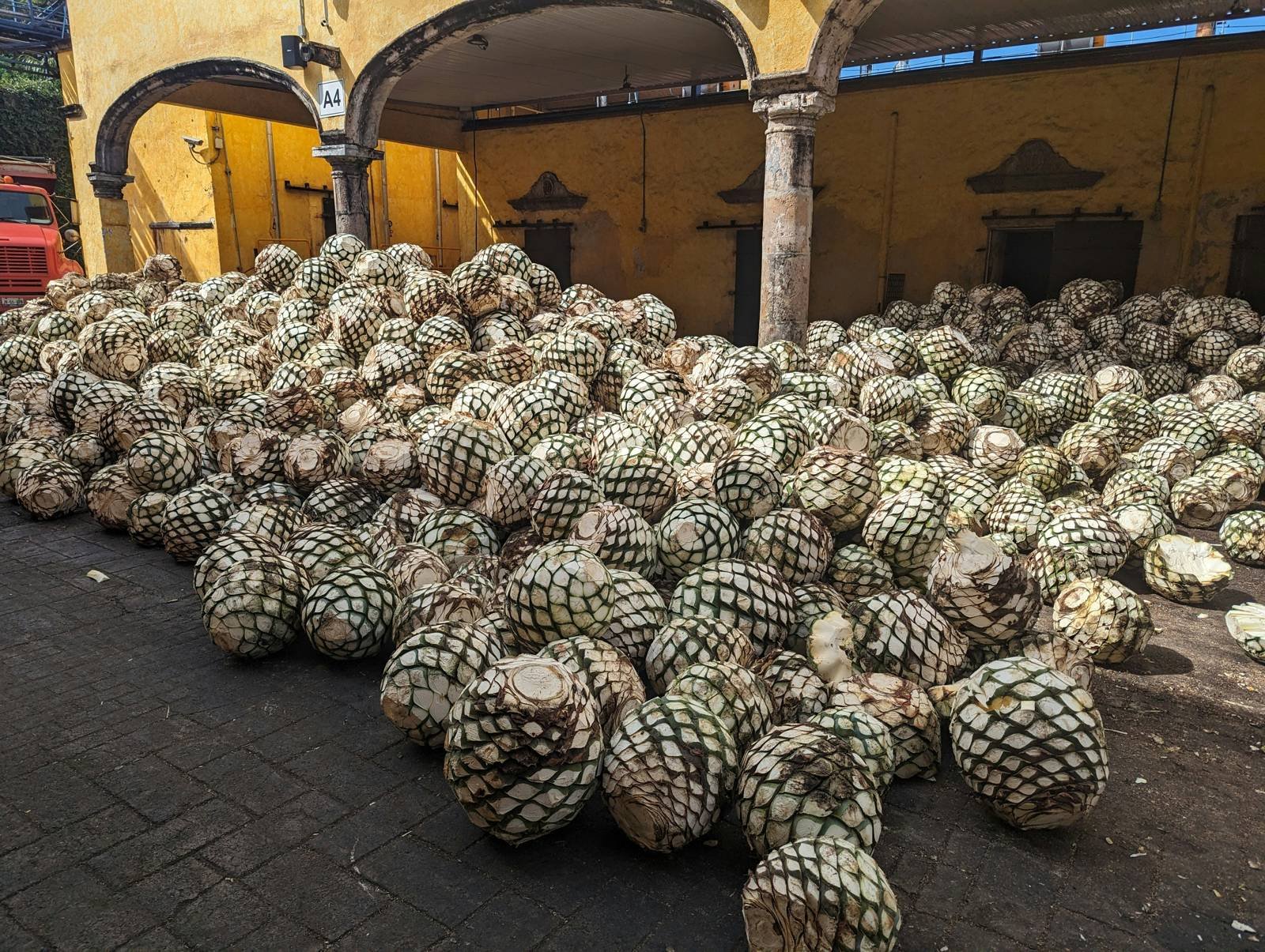 Harvested blue agave piñas stacked at the distillery in Jalisco, Mexico