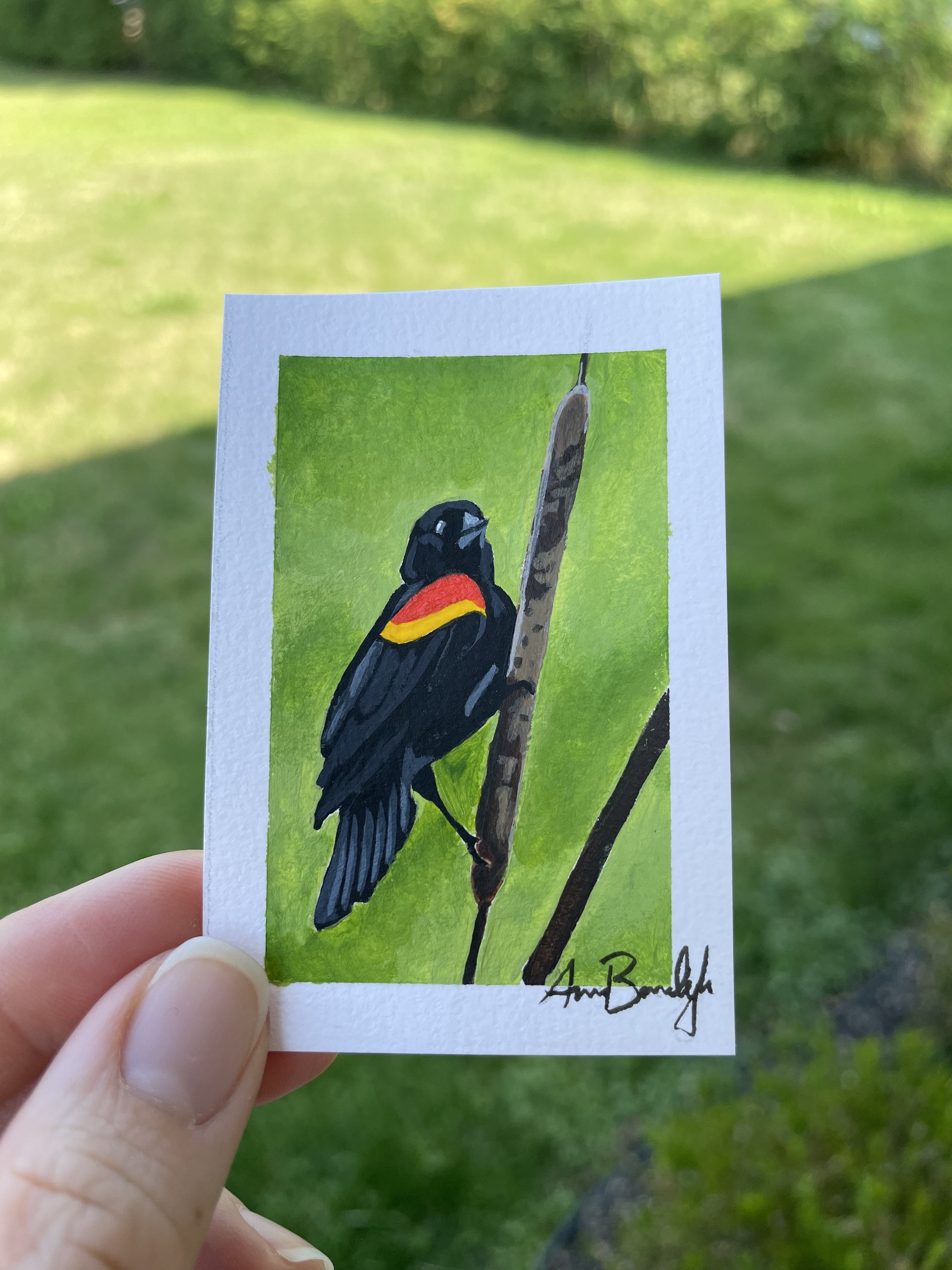 Blackbird