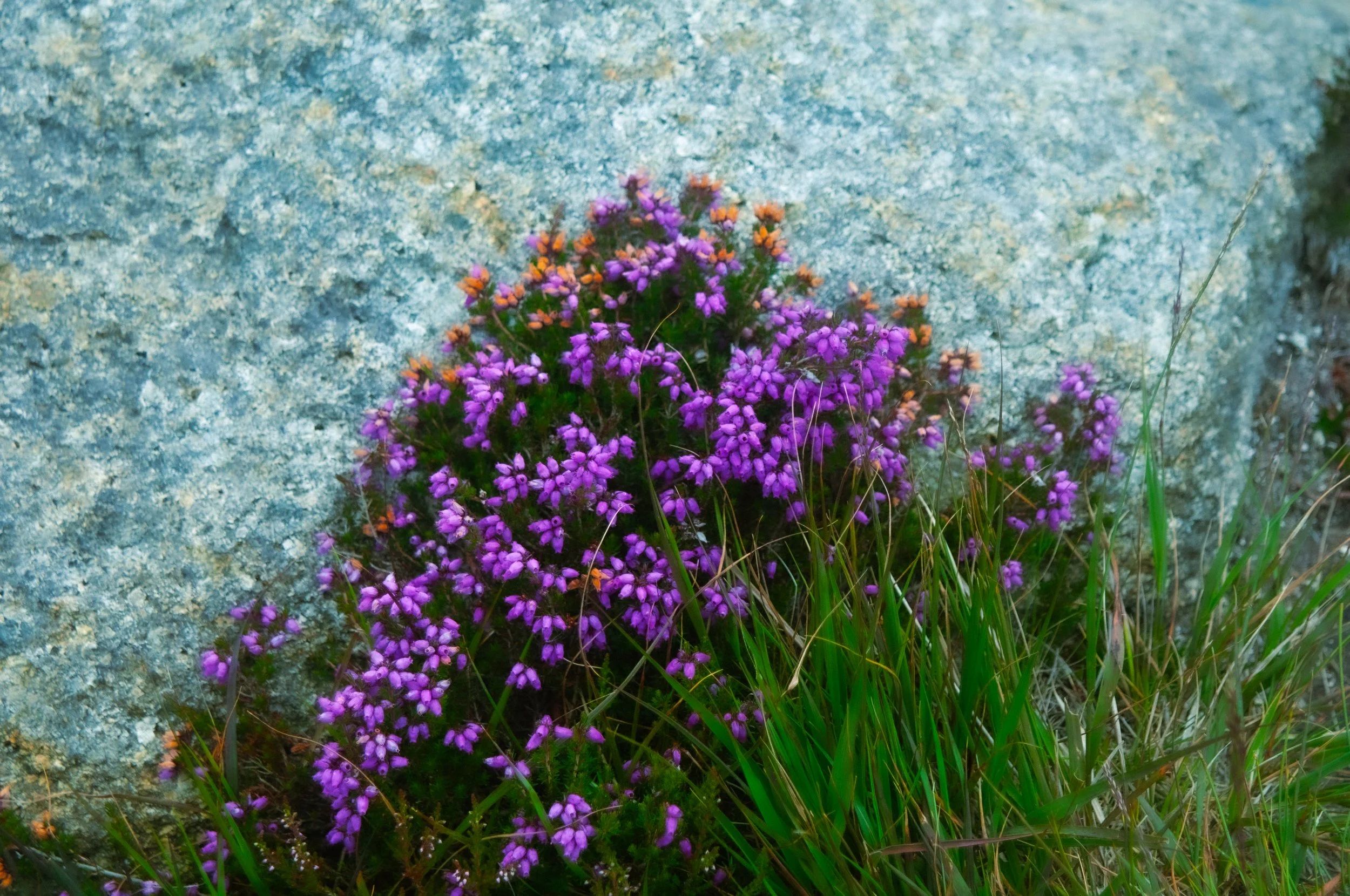 Arran_Goatfell_Heather_a14.jpg