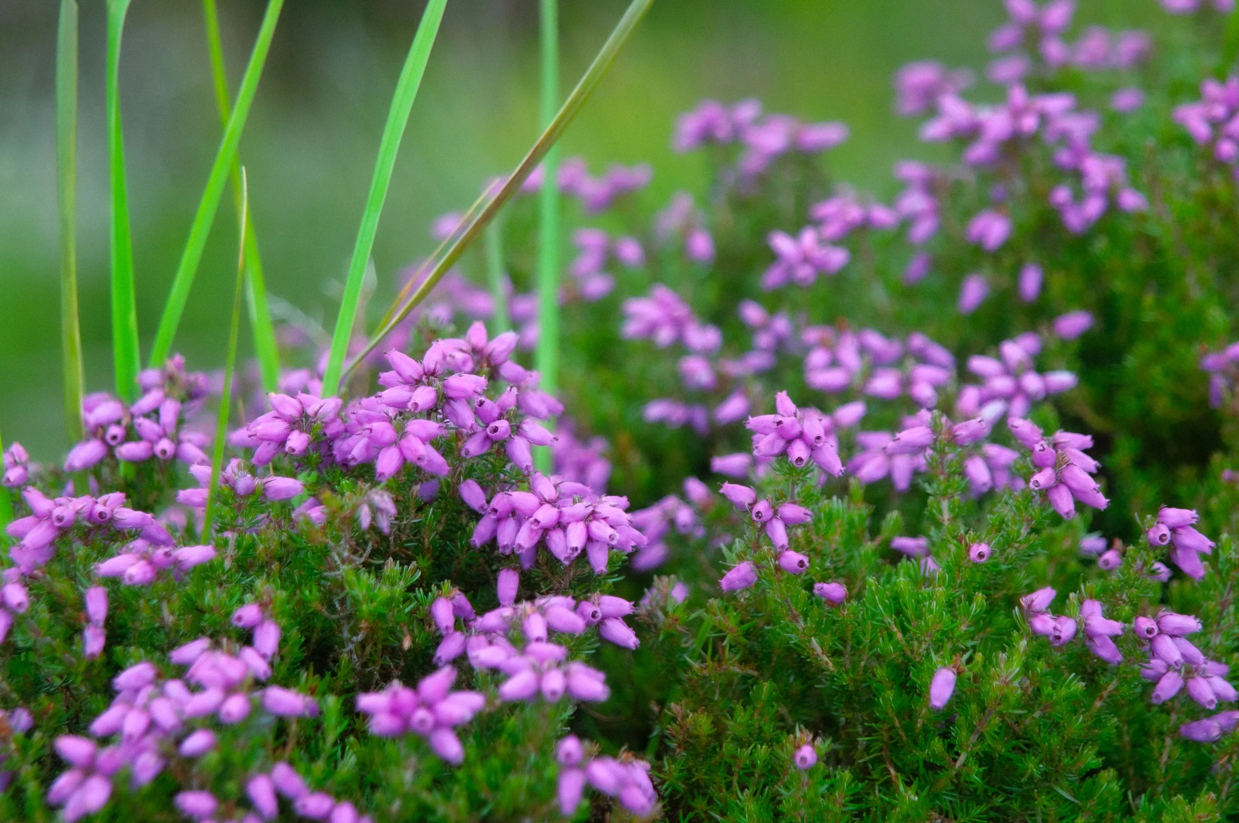 Arran_Goatfell_Heather_a15.jpg