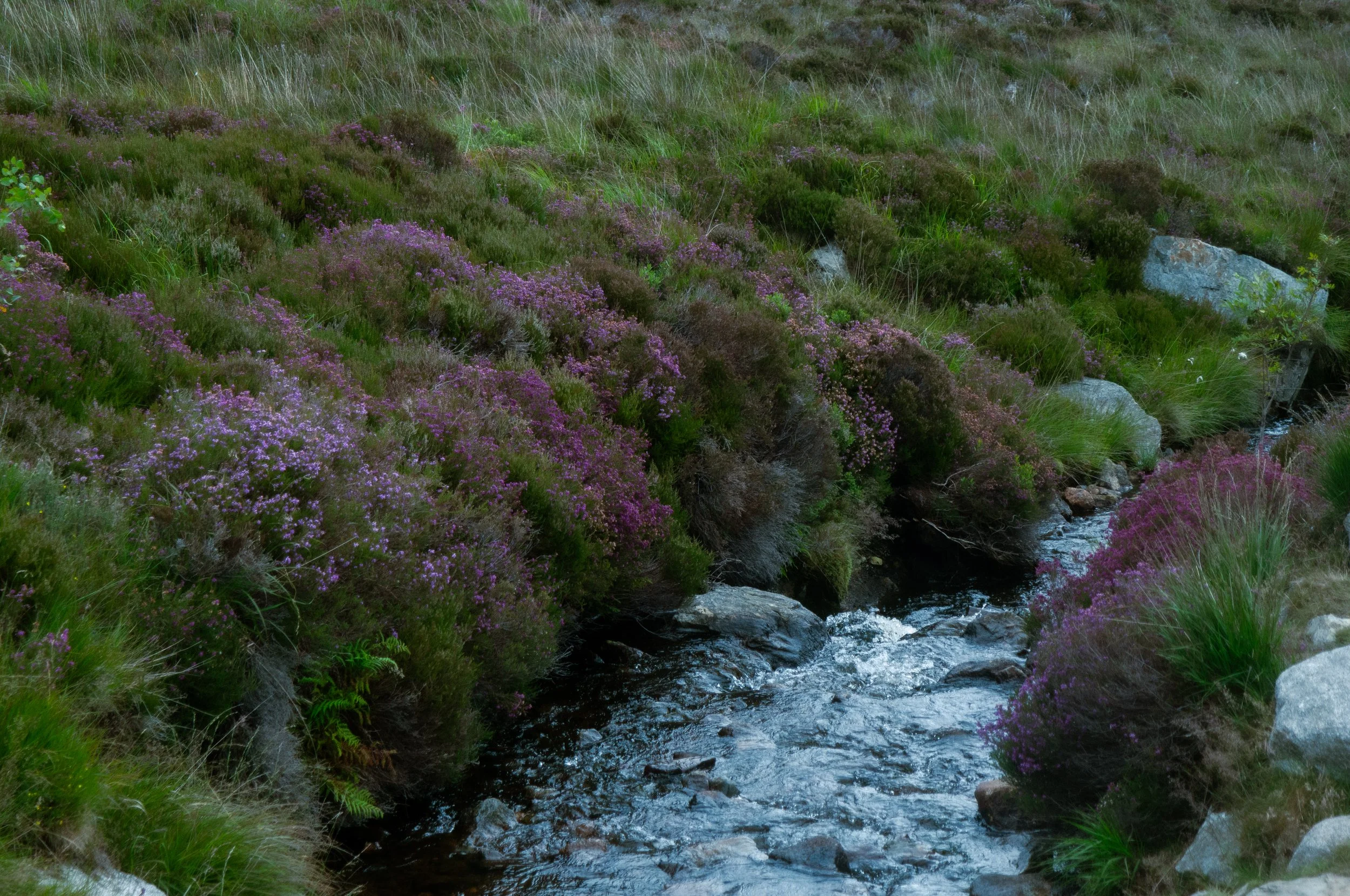 Arran_Goatfell_Heather_a10.jpg