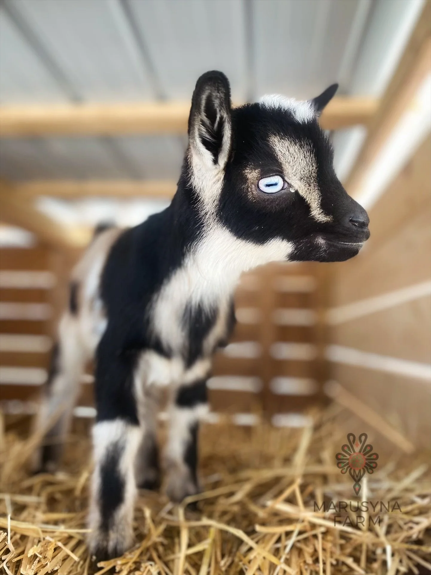 Young black and white goat standing on straw bedding inside a wooden pen.