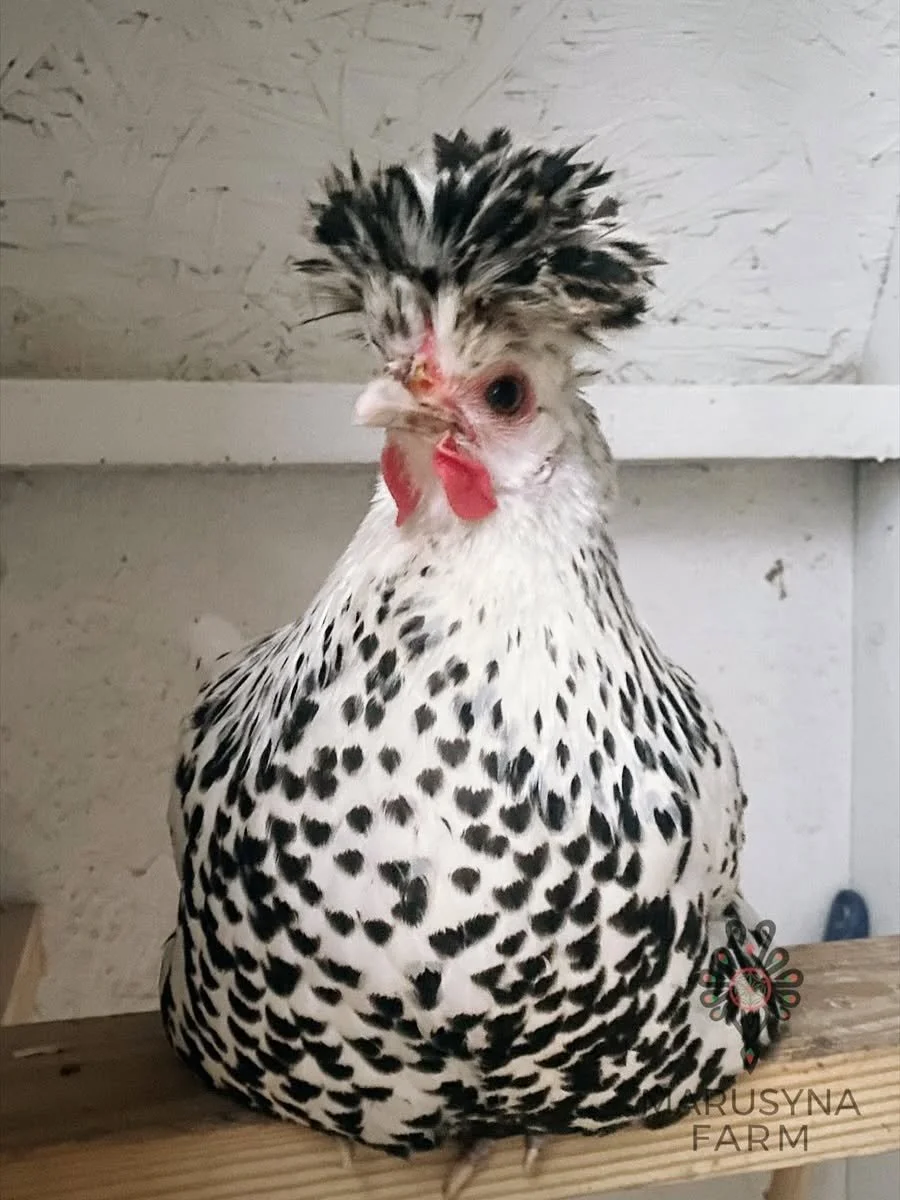 A speckled chicken with black and white feathers, a prominent comb, and wattles, sitting on a wooden perch on a farm or coop.