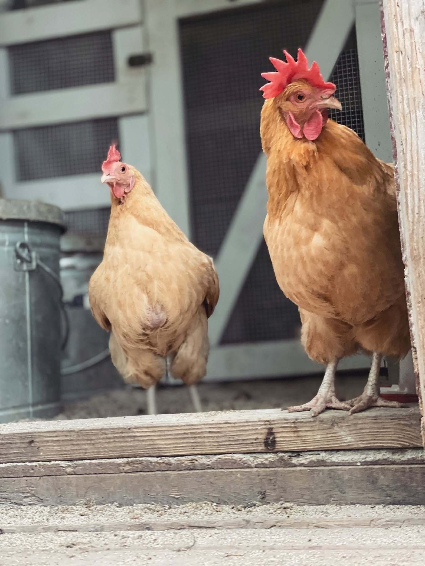 Two chickens standing on a wooden platform inside a coop, with metal and mesh structures visible in the background.