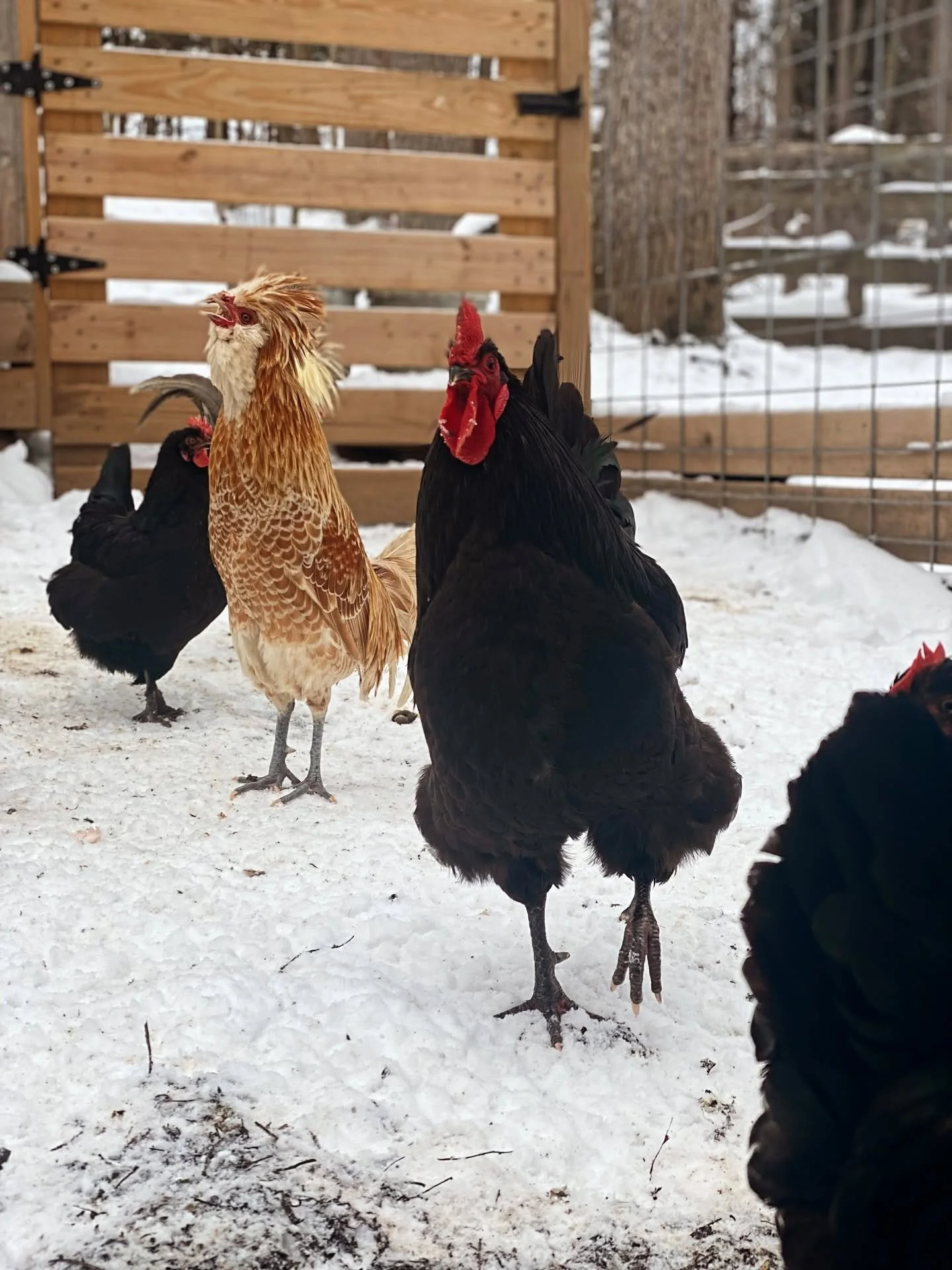 Several chickens standing in the snow inside a fenced outdoor area with a wooden gate and trees in the background.