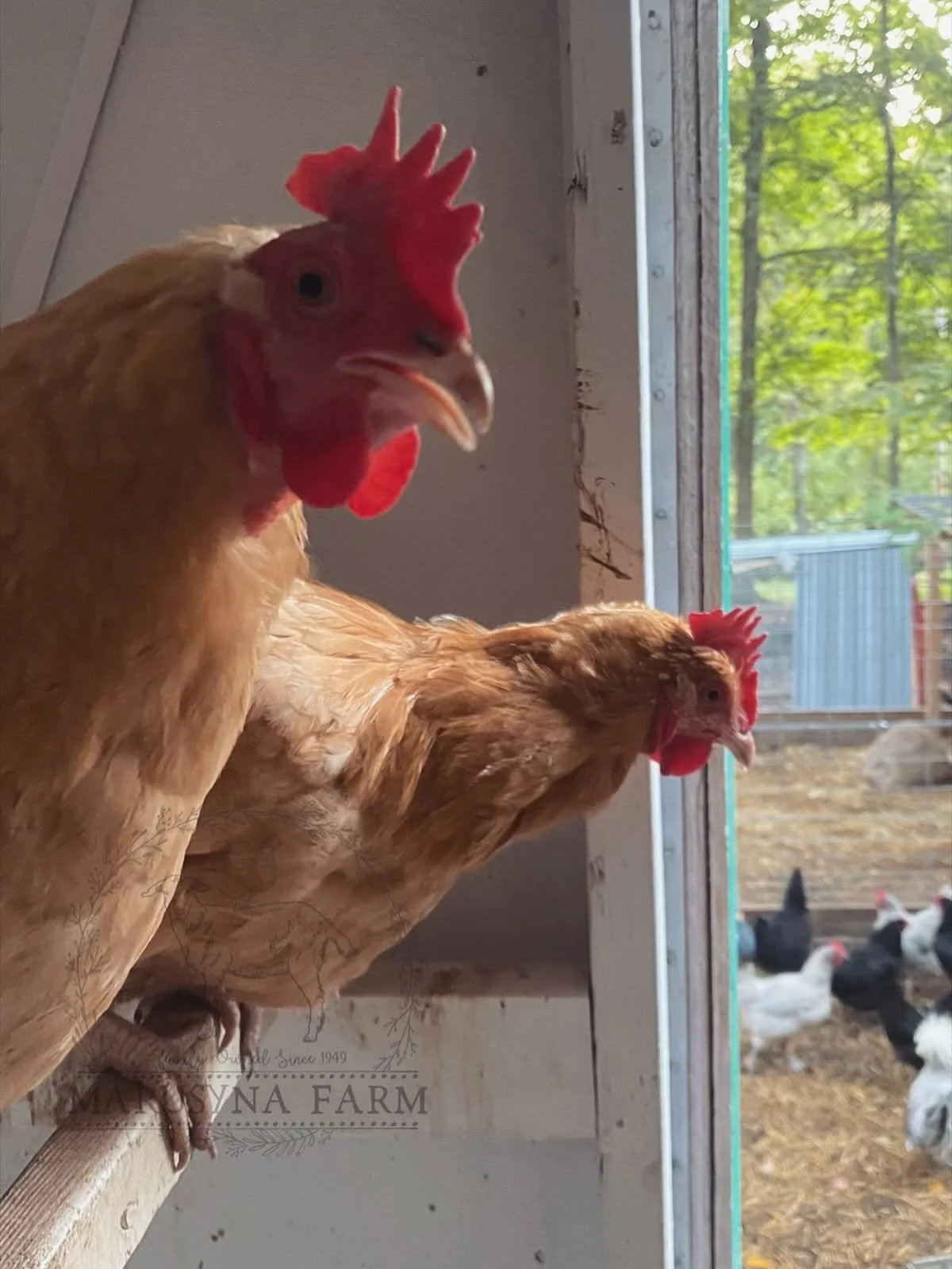 Close-up of two chickens standing inside a coop, looking towards the open door. Outside, several chickens and a fenced area with trees and a blue structure are visible.