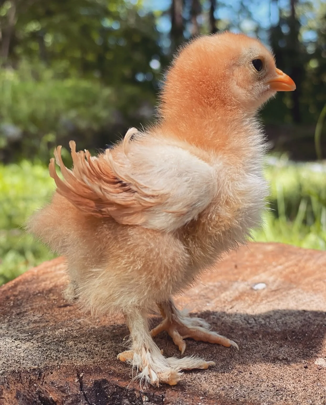 Close-up of a baby chick with fluffy yellow feathers, standing on a rock outdoors with a blurred green forest background.