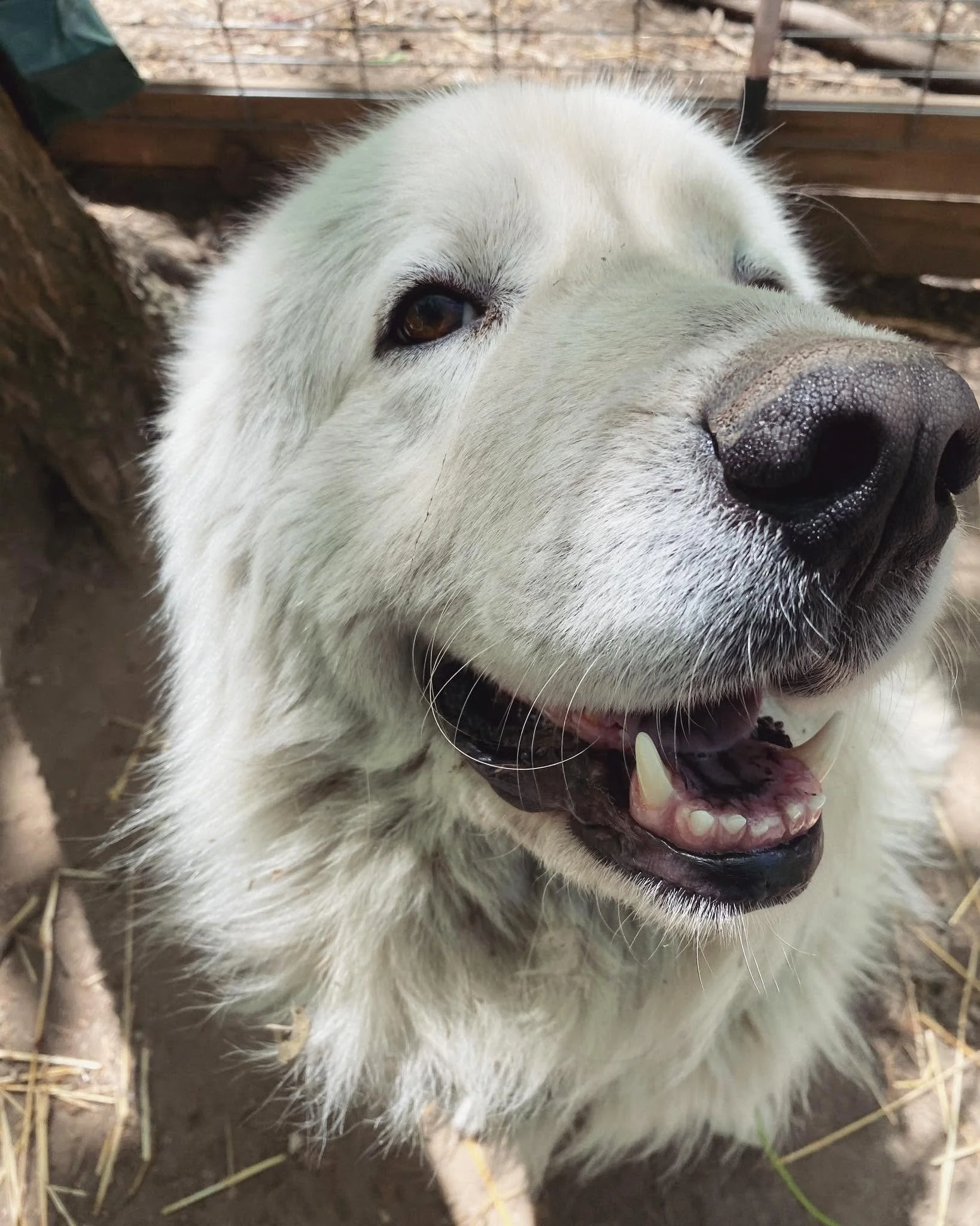 Close-up of a white dog with black markings around one eye, showing its face, snout, visible teeth, and an open mouth, sitting on dirt and straw with a wooden enclosure in the background.