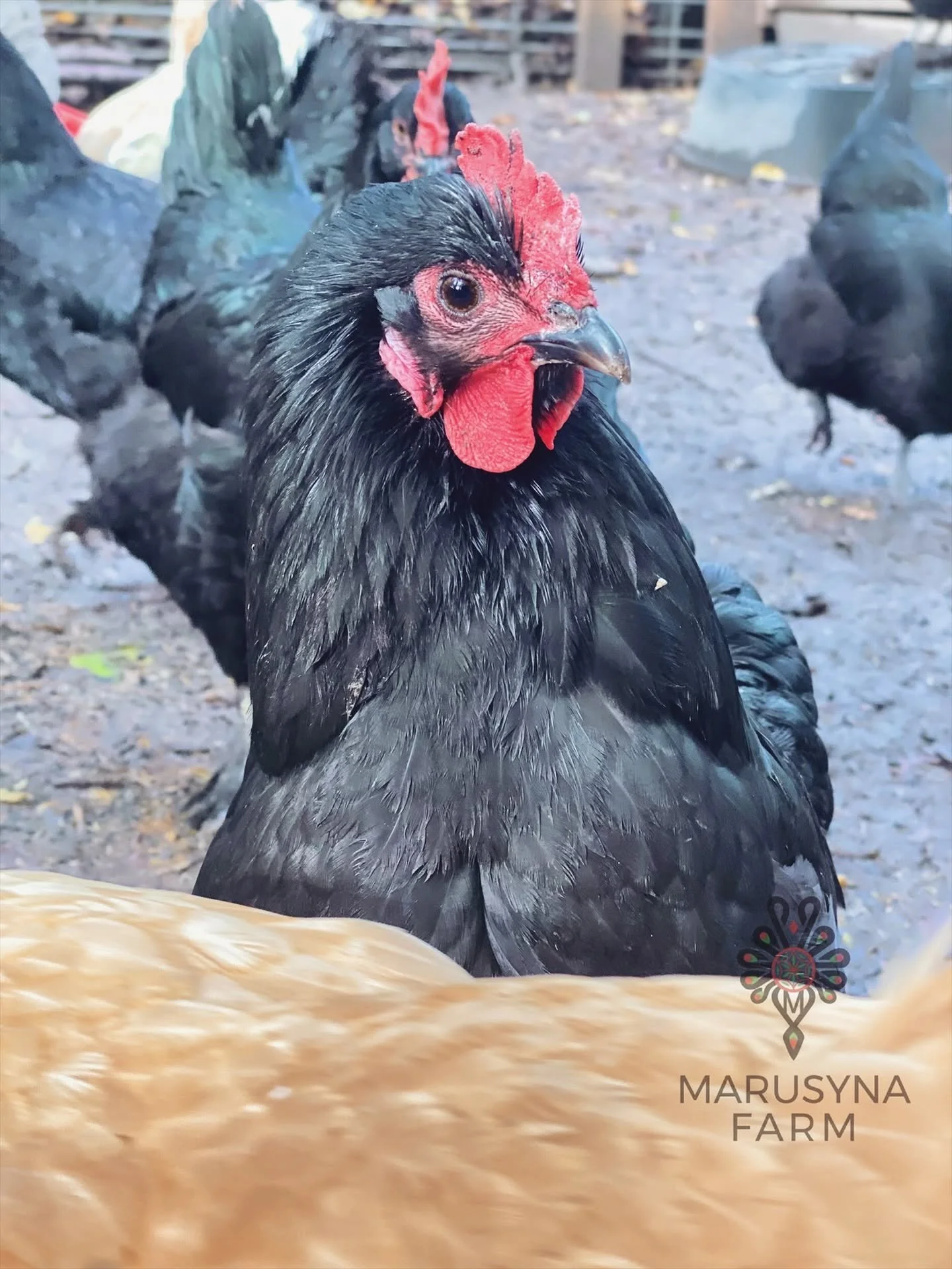 A black chicken with a red comb and wattles, standing outdoors on a farm with other chickens in the background. The farm appears to have a dirt ground and a wooden fence. The image includes the logo and text for Marusyna Farm.