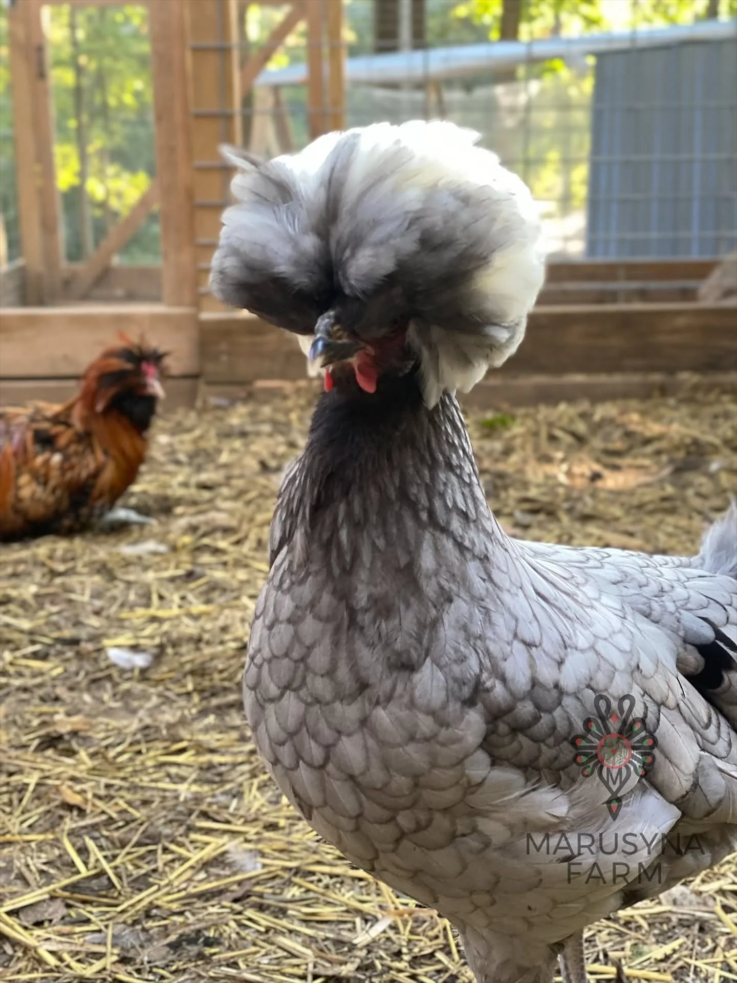 A close-up of a polish chicken with a rounded crest, standing on straw inside an enclosure, with another chicken in the background.