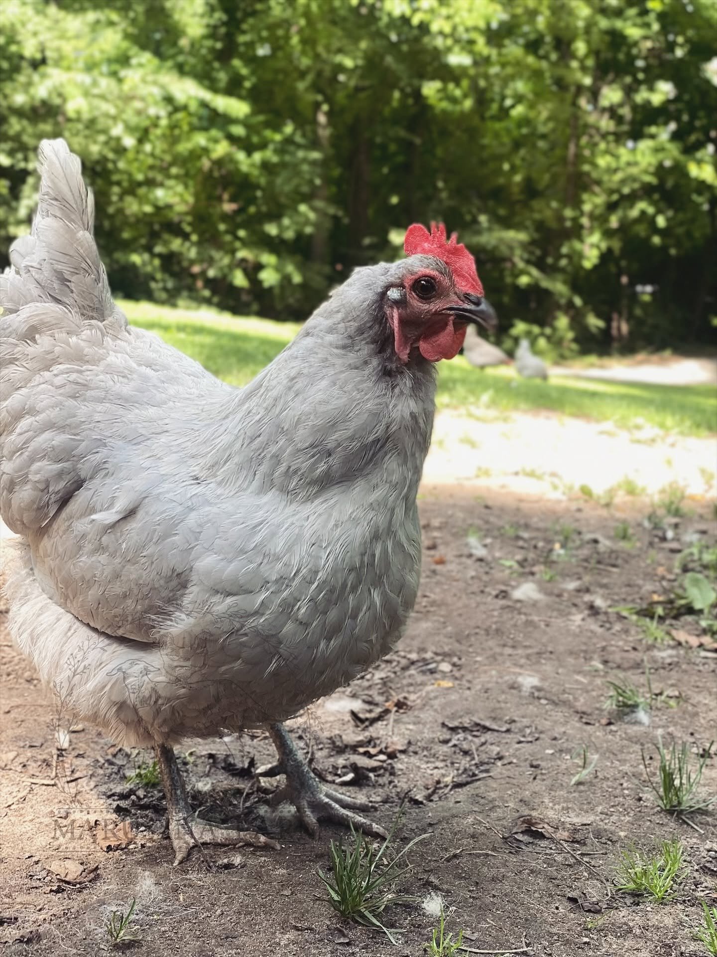 A close-up of a gray hen standing outdoors on dirt ground with green grass and trees in the background.