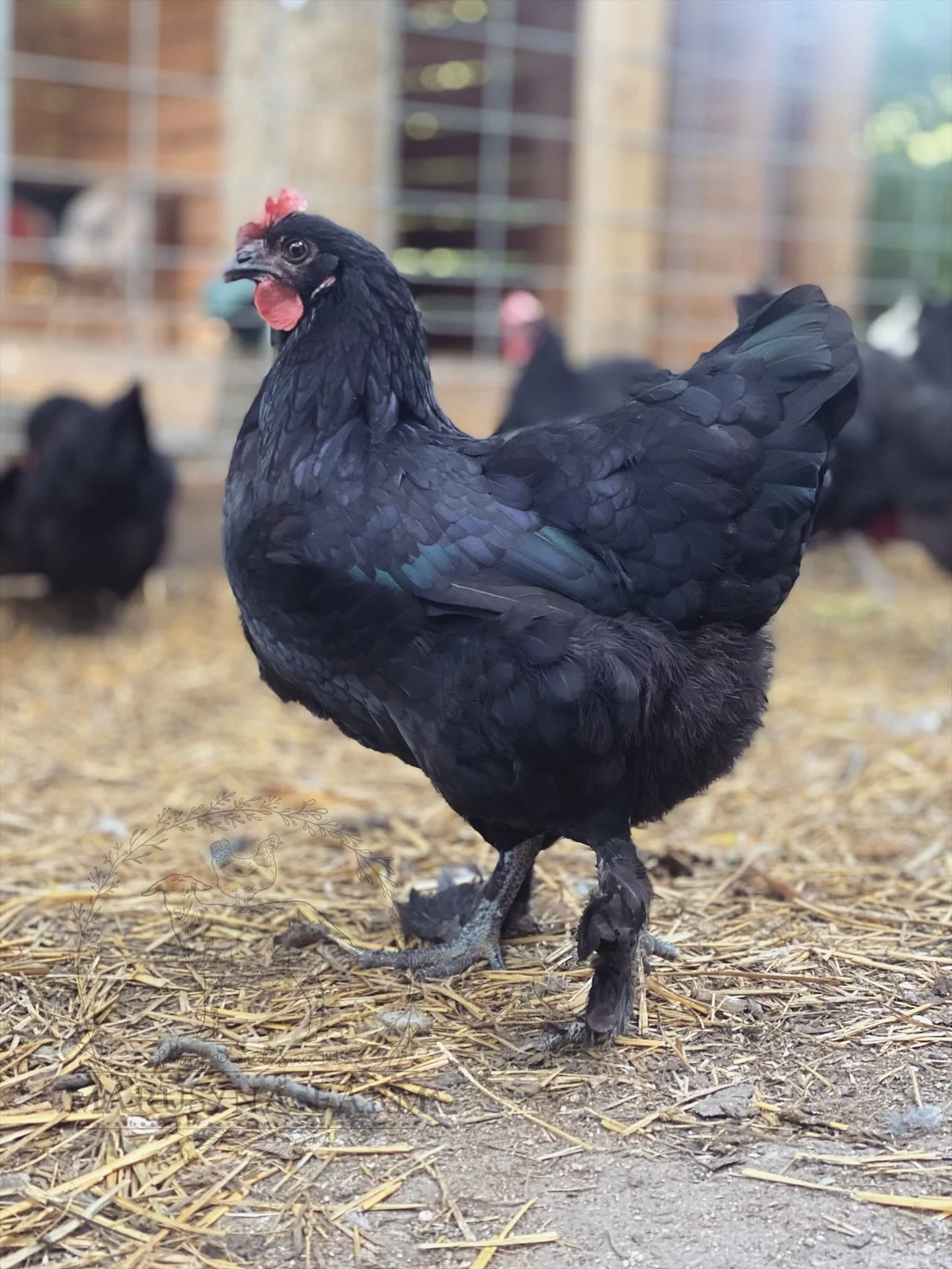 Close-up of black chicken standing on straw-covered ground with a blurred barn background.