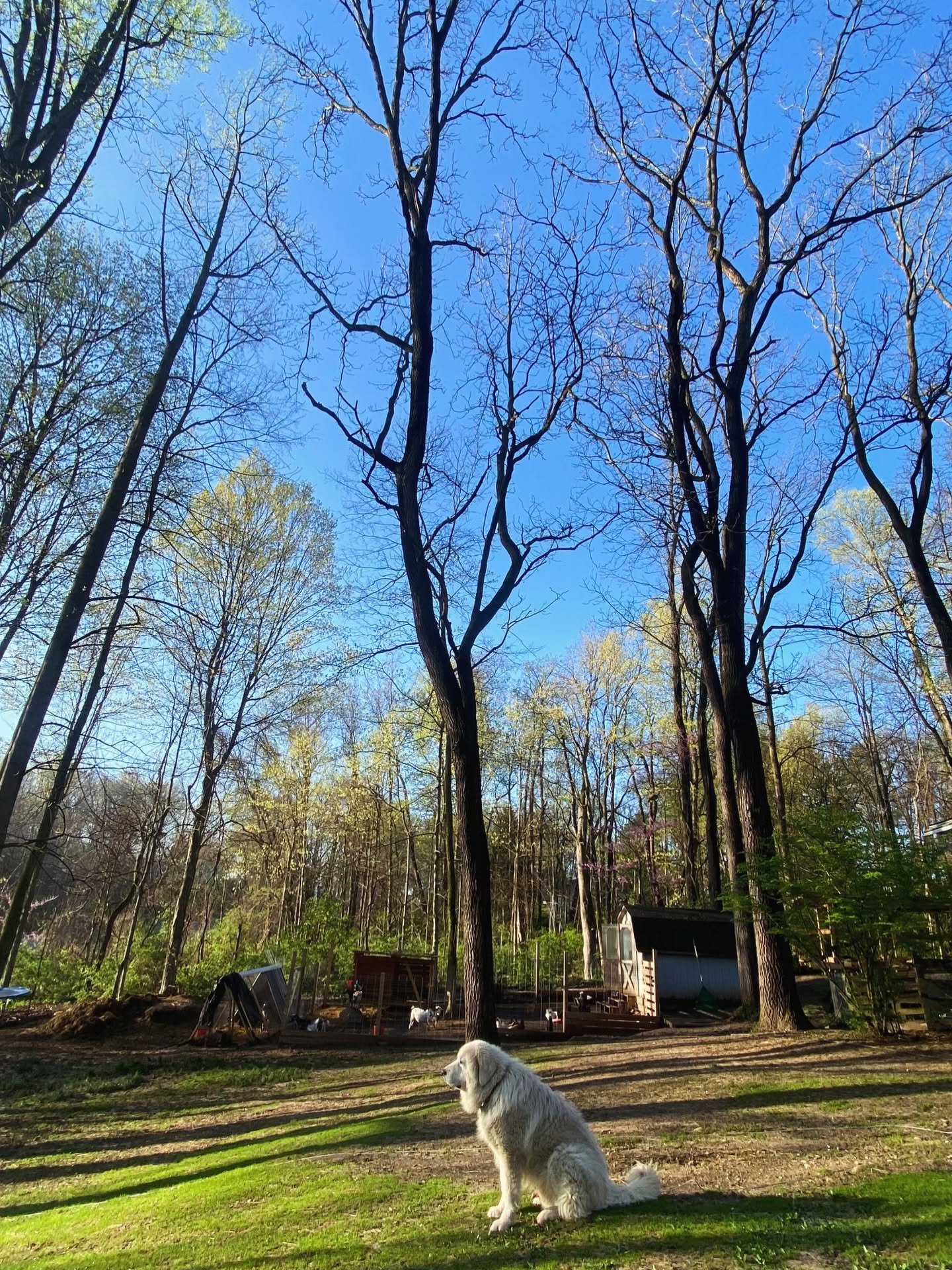 A white dog sitting on grass in a backyard with tall, leafless trees, a shed, and a clear blue sky.