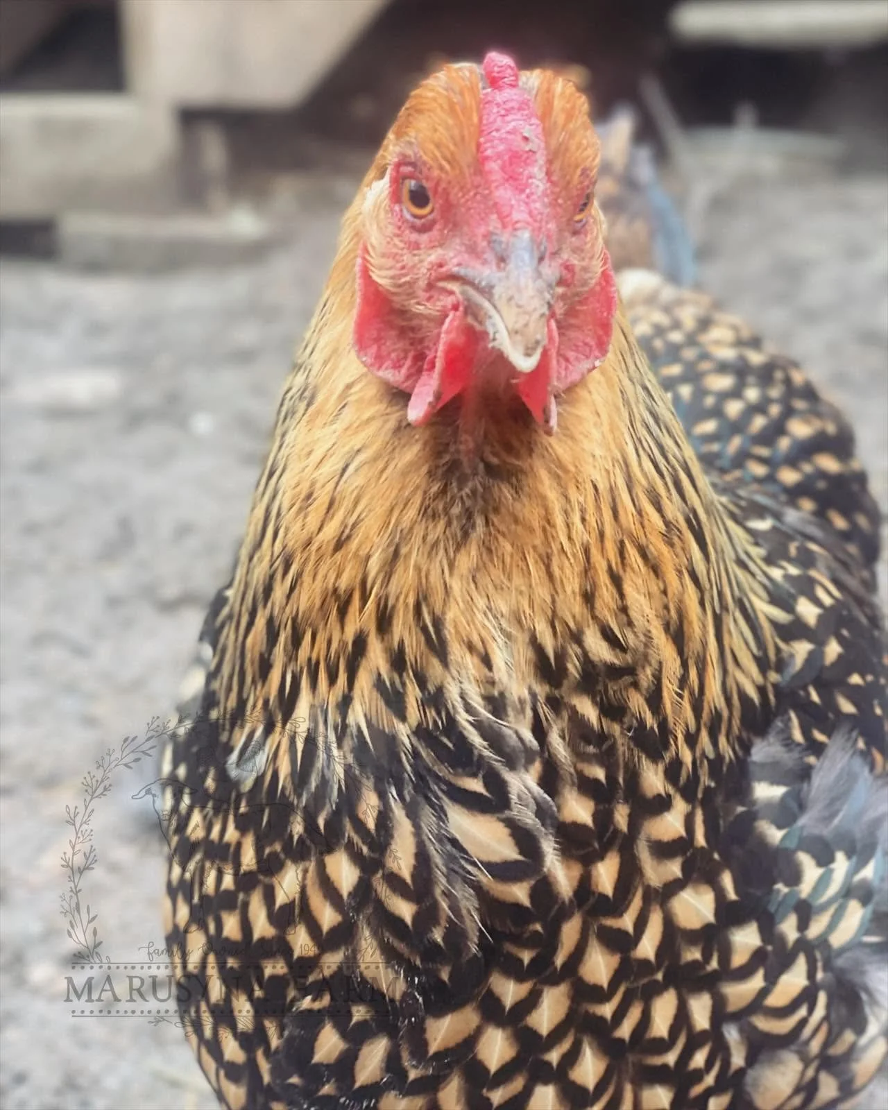 Close-up of a hen with a red comb and yellow eyes, featuring brown and black speckled feathers, outdoors with a blurred background.