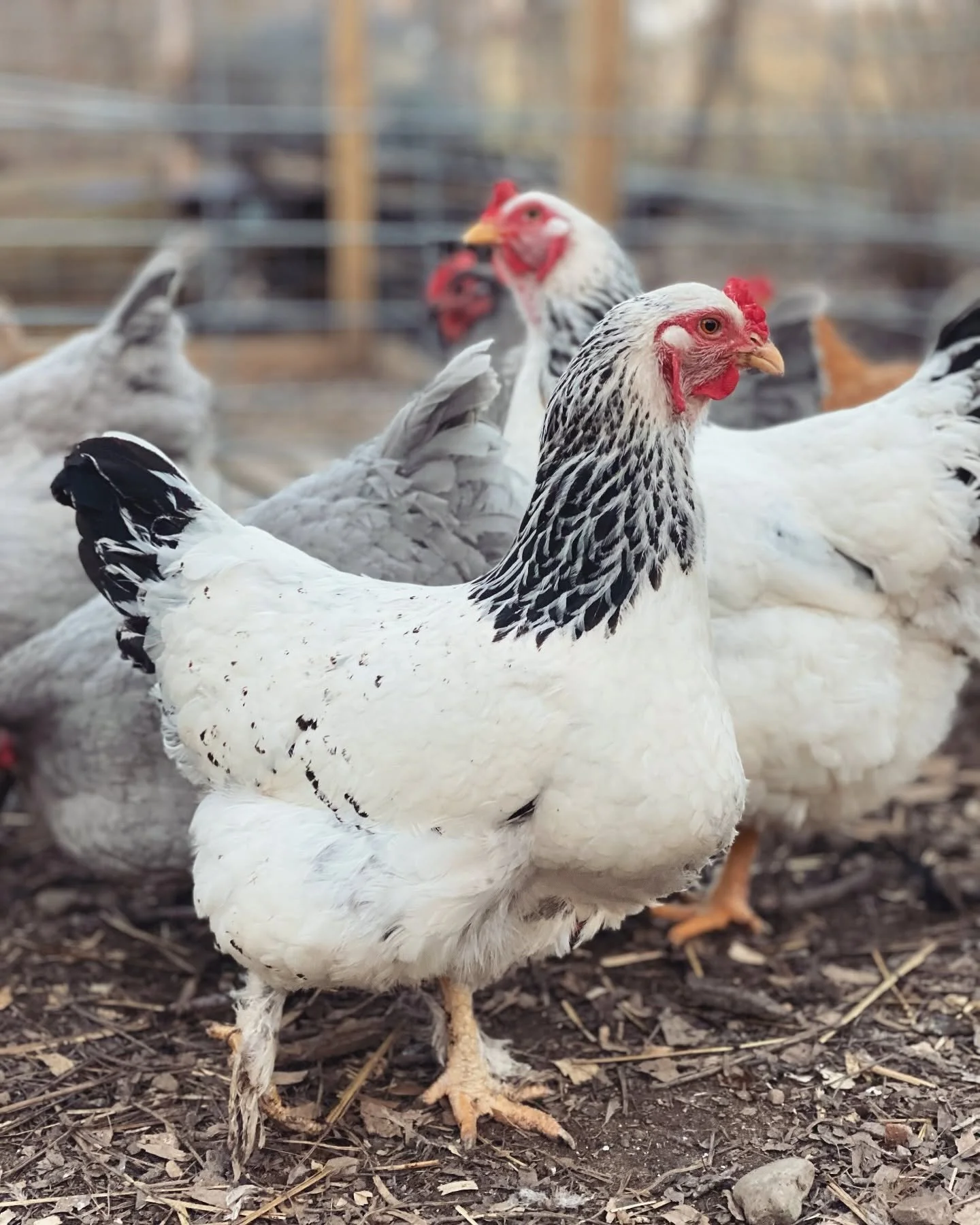 A group of white chickens with black markings on their necks, standing on dirt ground.