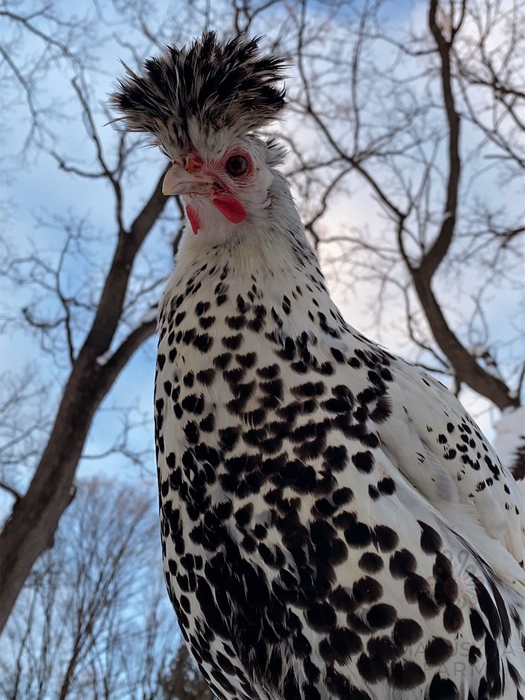 Close-up of a spotted chicken with a black and white feather pattern, a distinctive crest on its head, standing outdoors with leafless trees and a partly cloudy sky in the background.