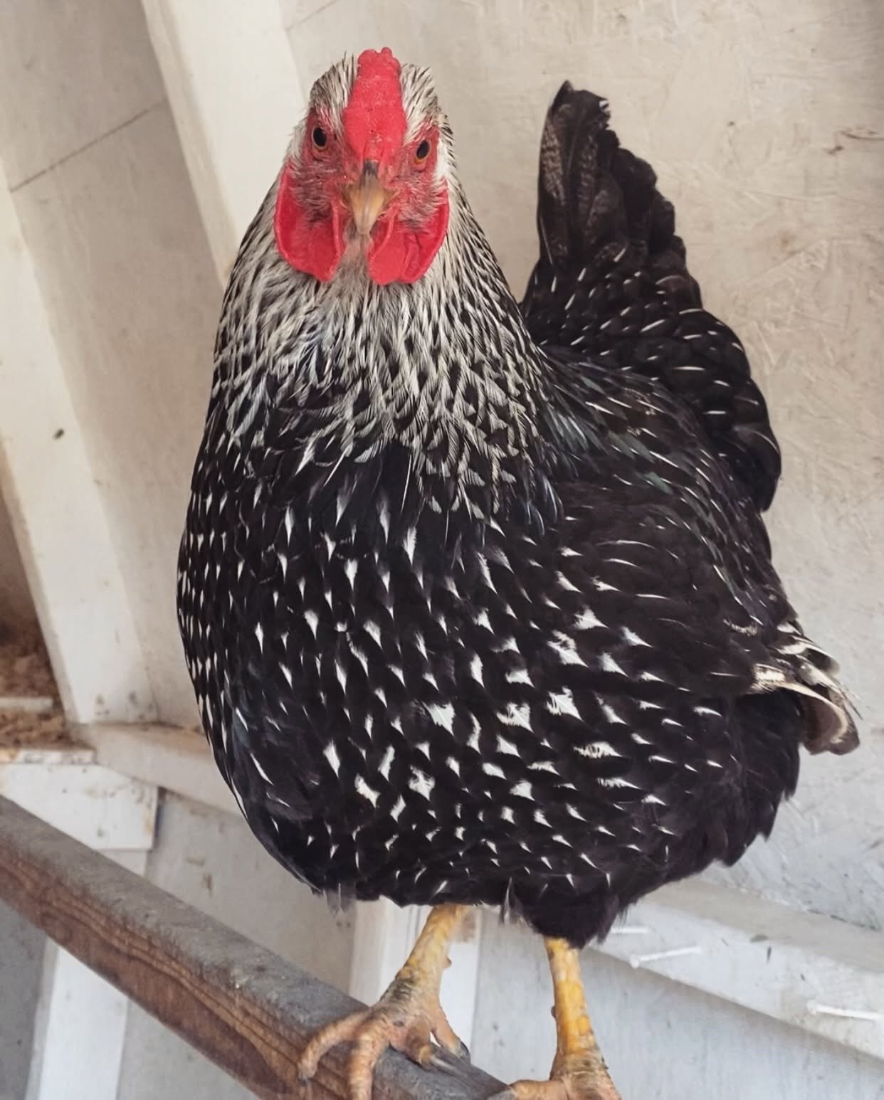 A black and white speckled chicken with a red comb and wattles standing on a wooden perch inside a coop or barn.