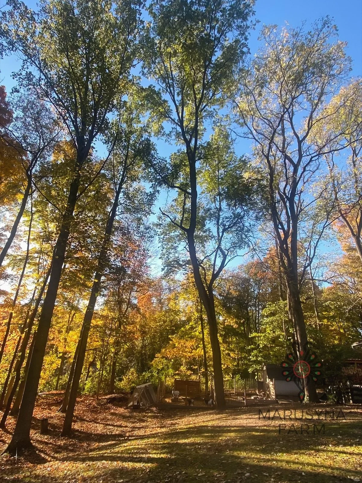 Tall trees with green and yellow leaves in a sunny forest clearing, with blue sky visible through the branches, and some outdoor structures near the ground.