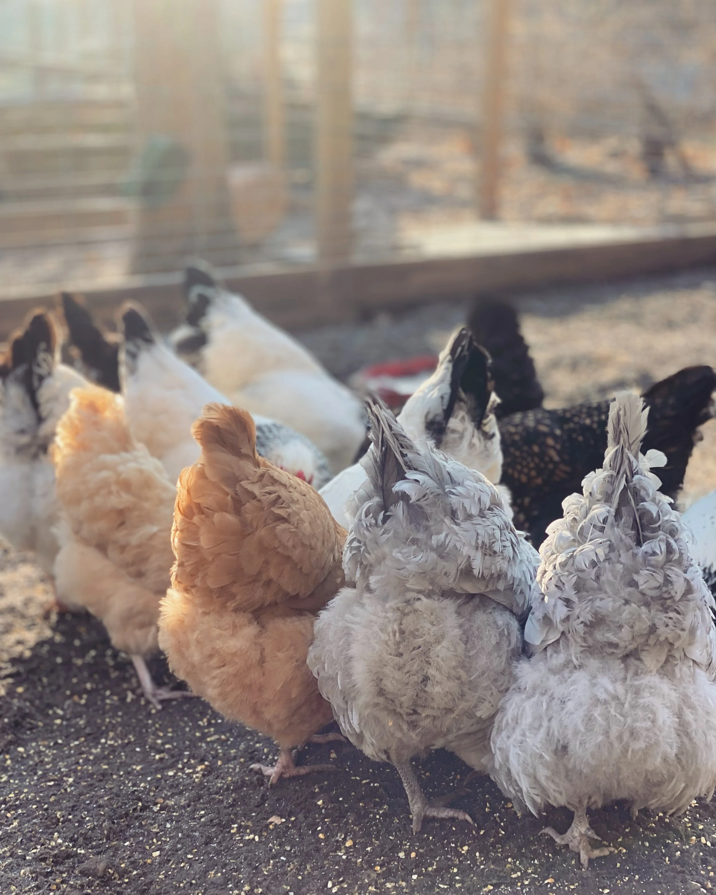 Several chickens of various colors, including white, brown, and black, standing on dirt ground outside.
