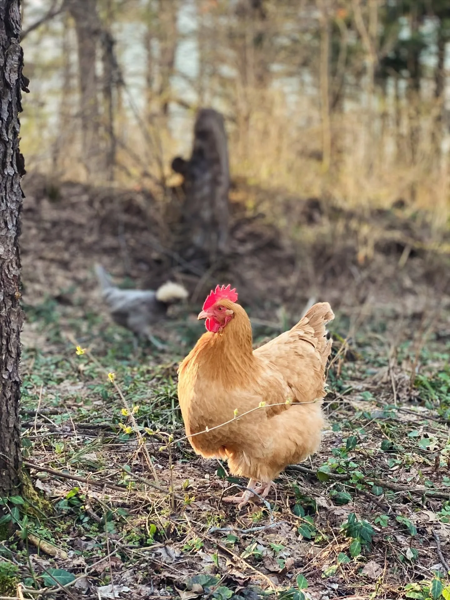 A tan chicken with a red comb standing on ground covered with grass, leaves, and small yellow flowers in a wooded area during daylight.