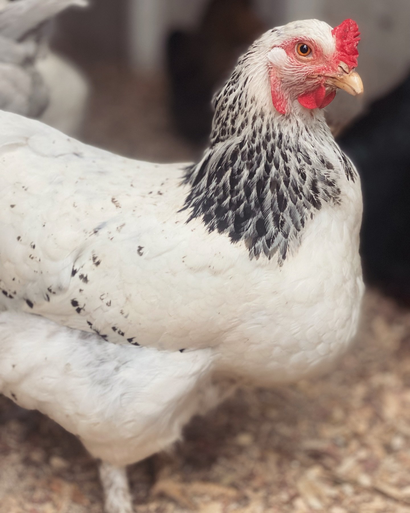Close-up of a white chicken with black-speckled neck feathers, standing on dirt.