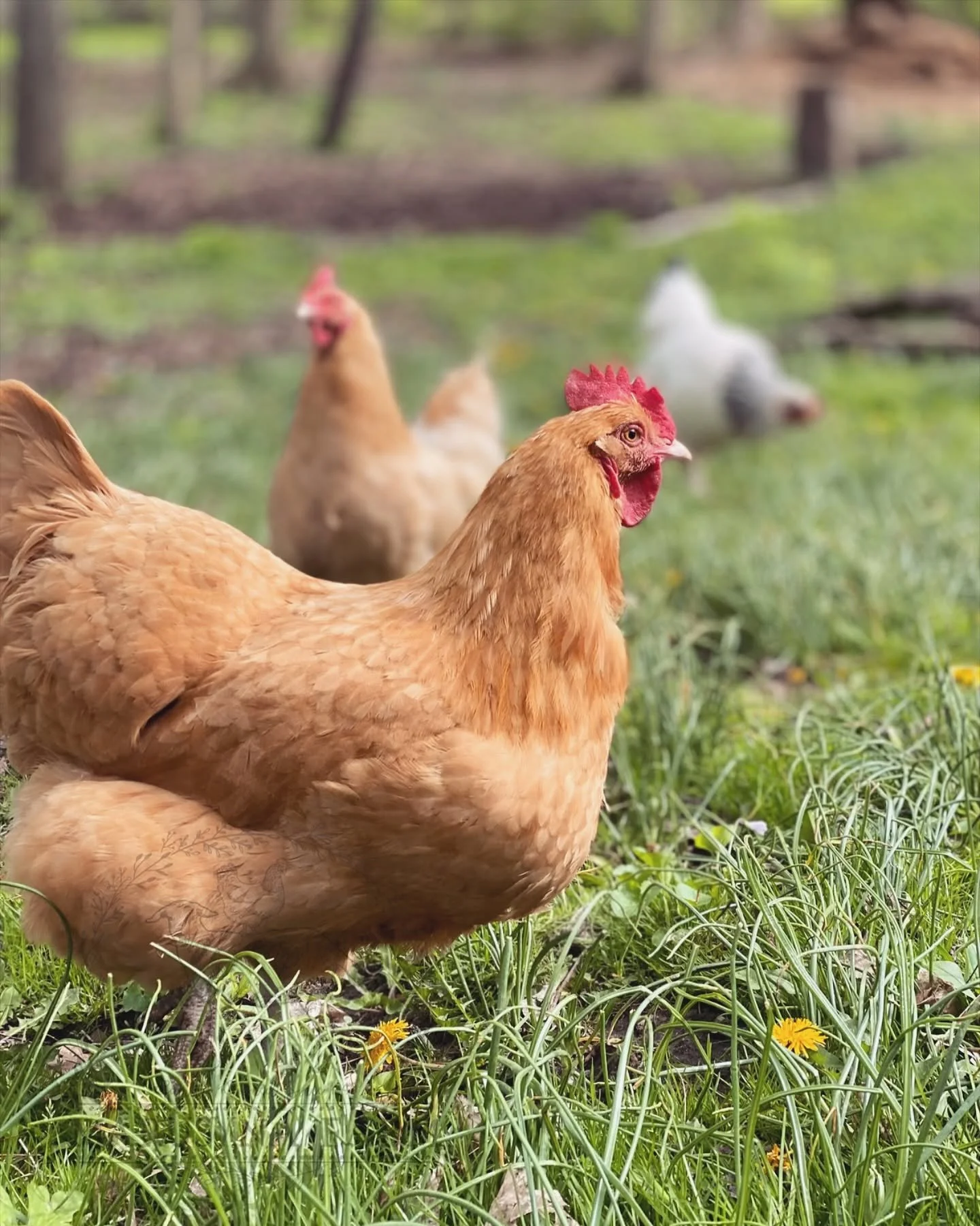 A close-up of a brown hen standing on green grass with yellow dandelions, with other chickens in the background in a farmyard.