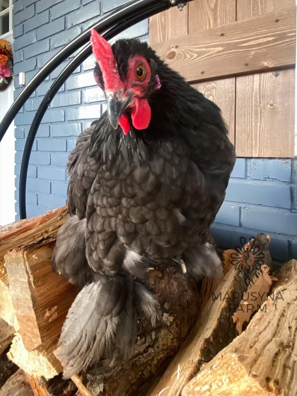 A black hen with red wattles and a red comb perched on a pile of firewood indoors, with a blue painted brick wall and wooden paneling in the background.